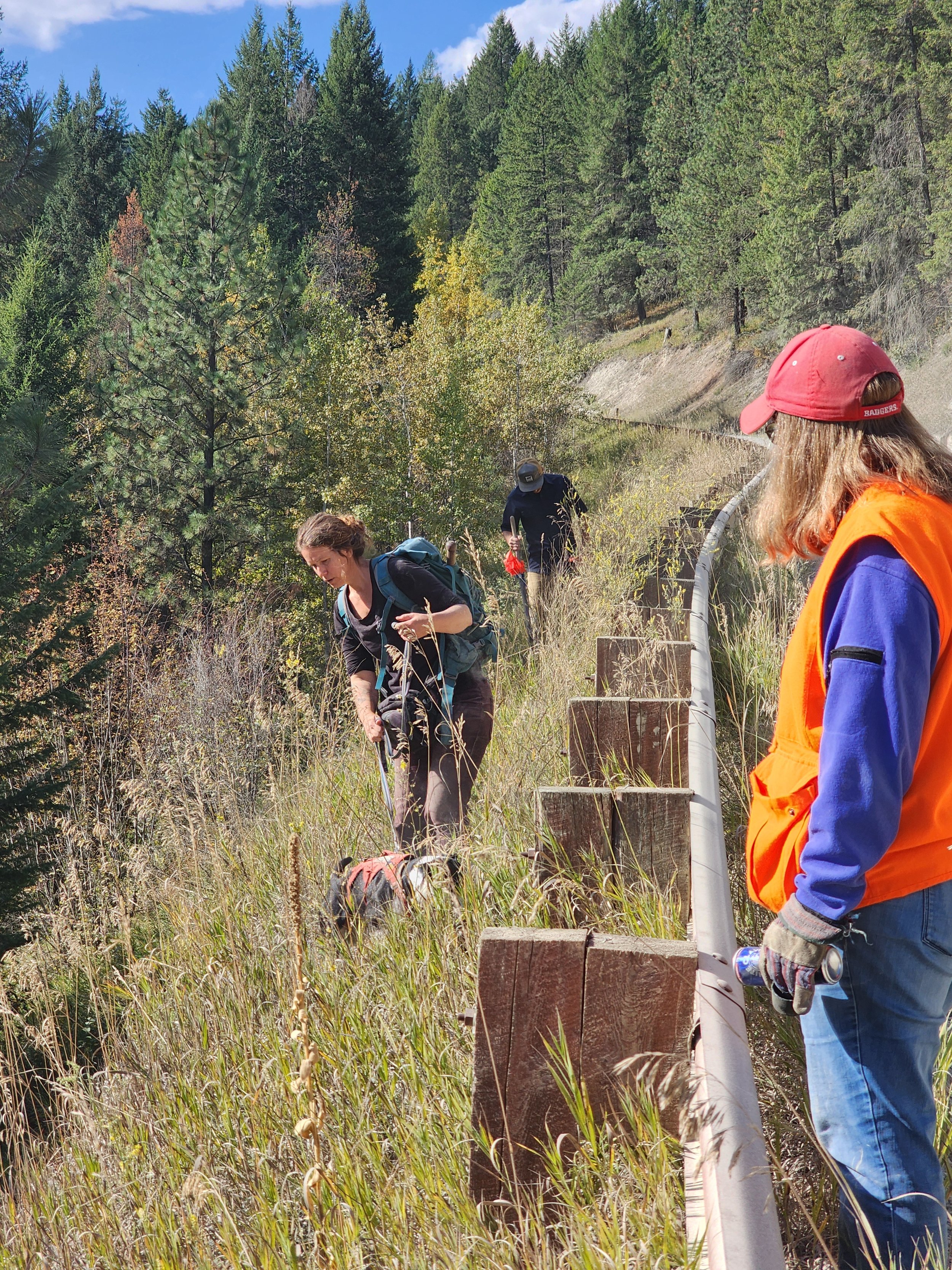 dog and handler working dyers woad invasive species.jpg