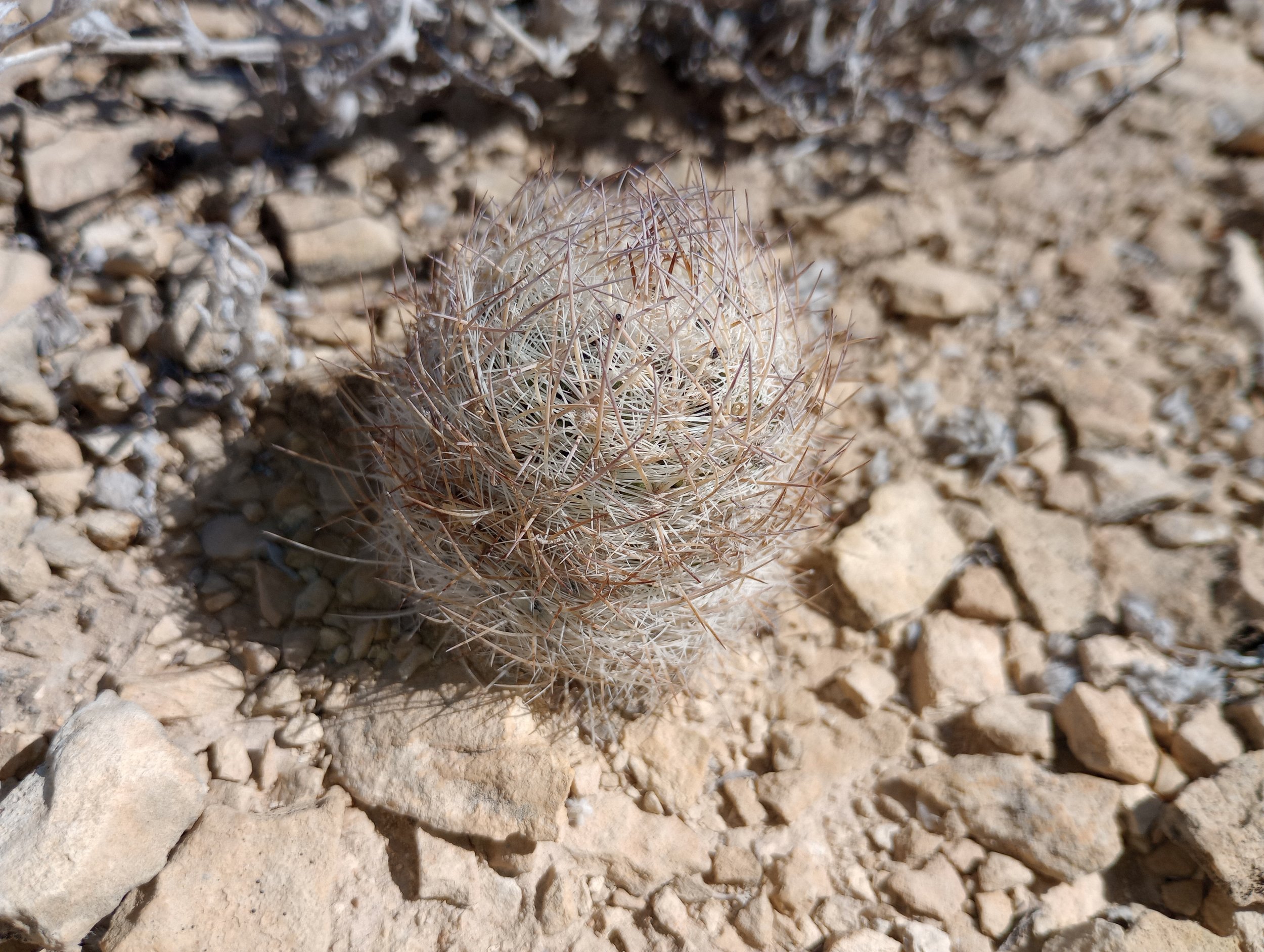 Lloyd's mariposa cactus (1).jpg