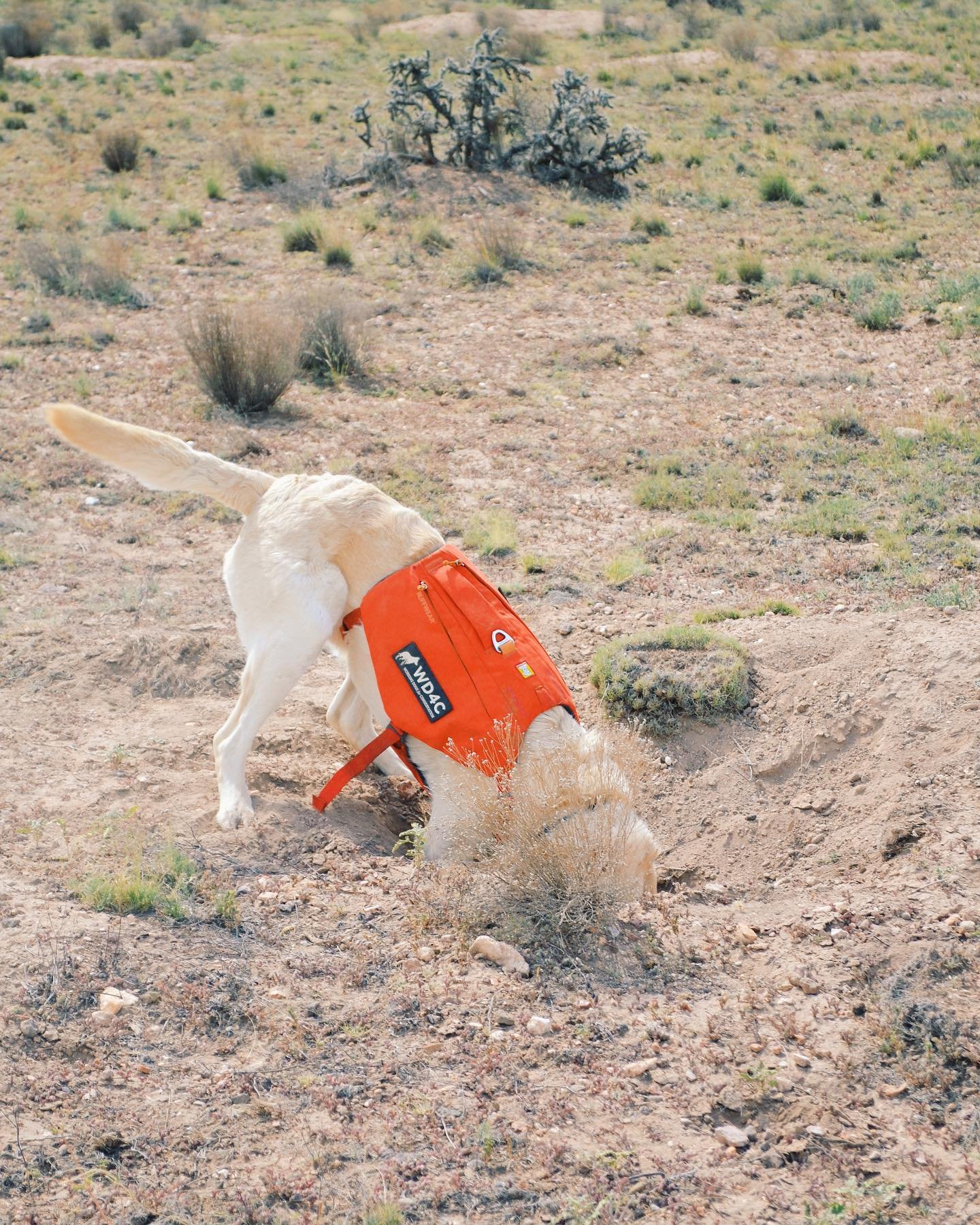 Tobias looking for ferret.jpg