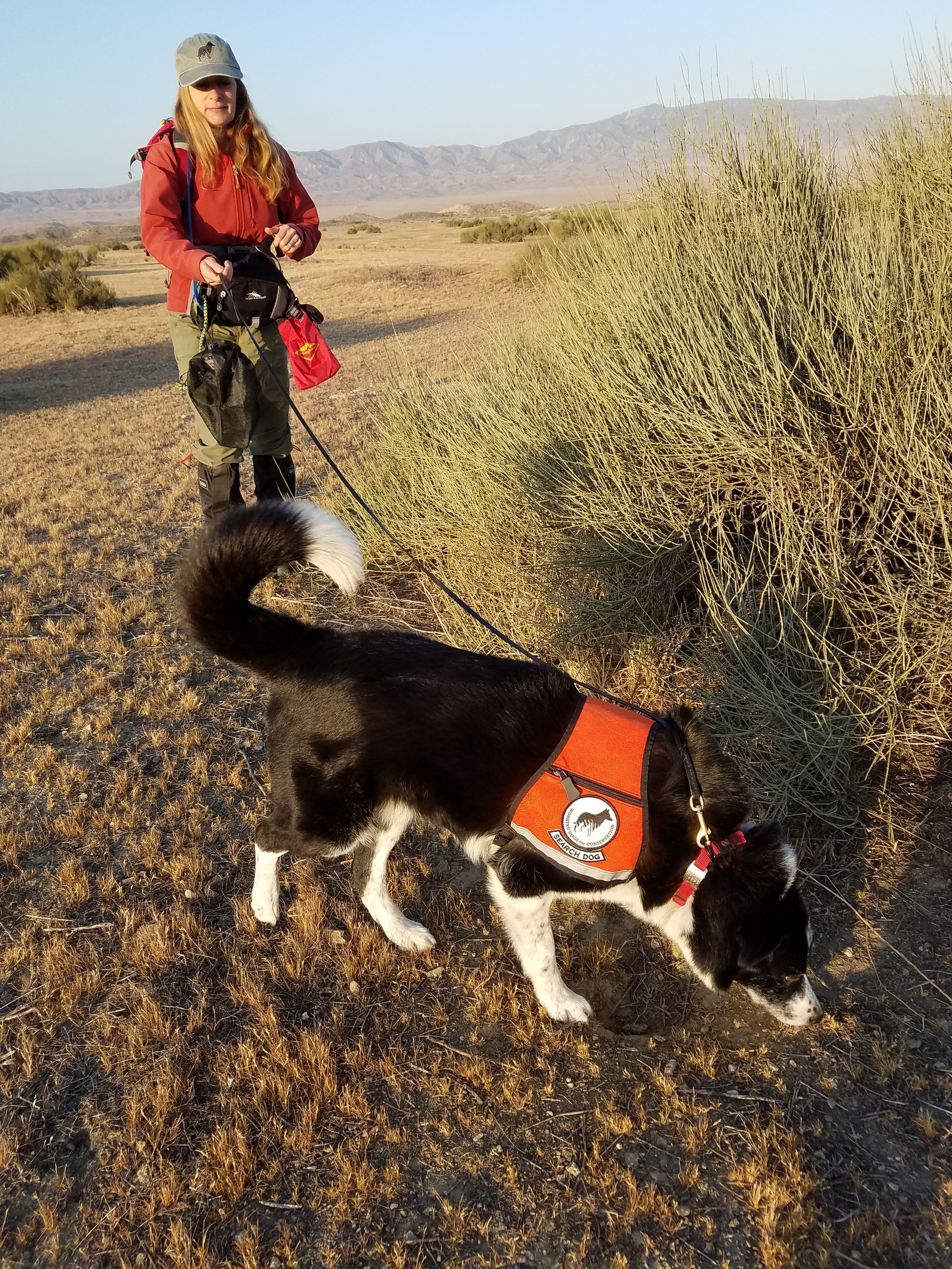 Deb and Seamus searching for endangered blunt-nosed leopard lizard scat (1).jpg