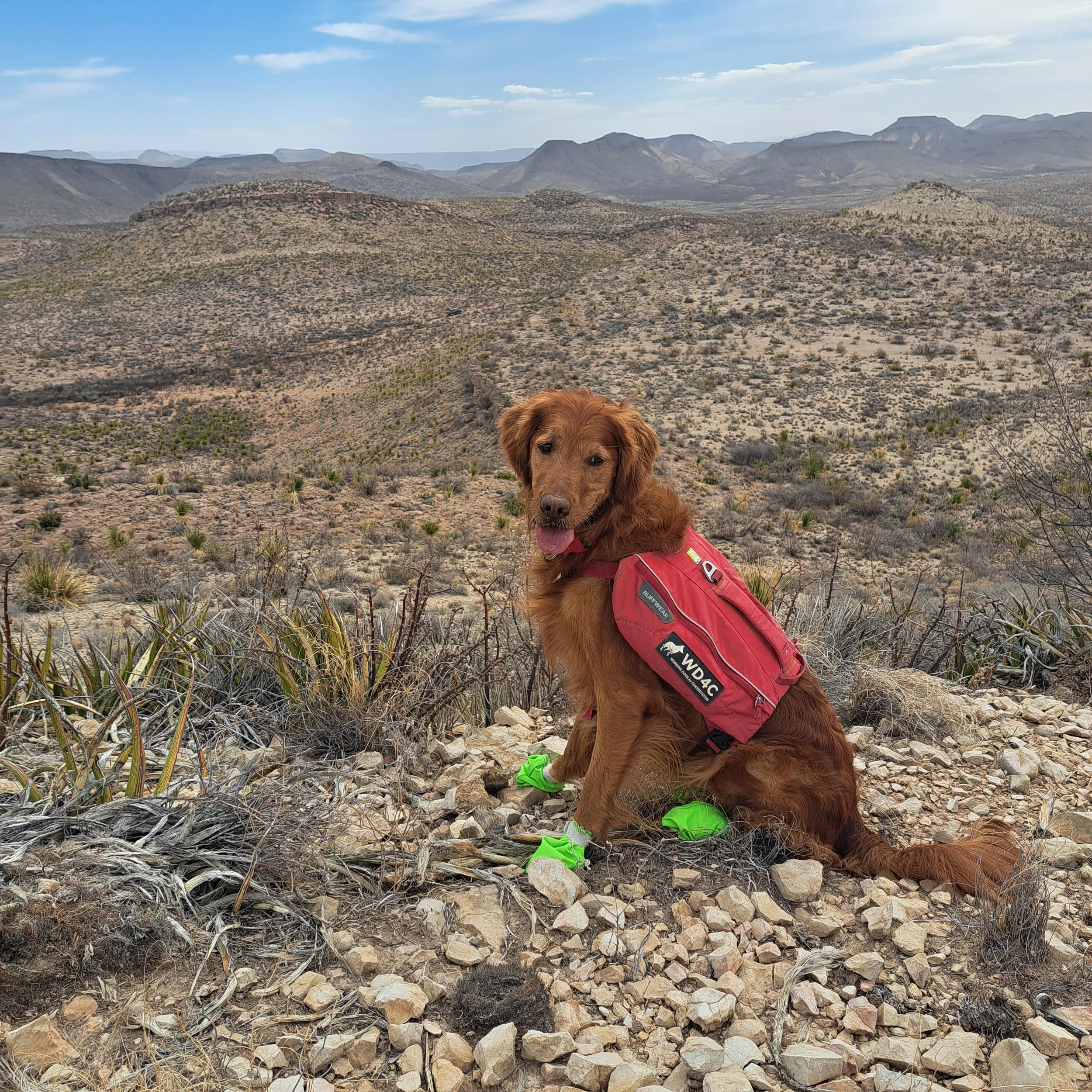 View of area with Raine.jpg