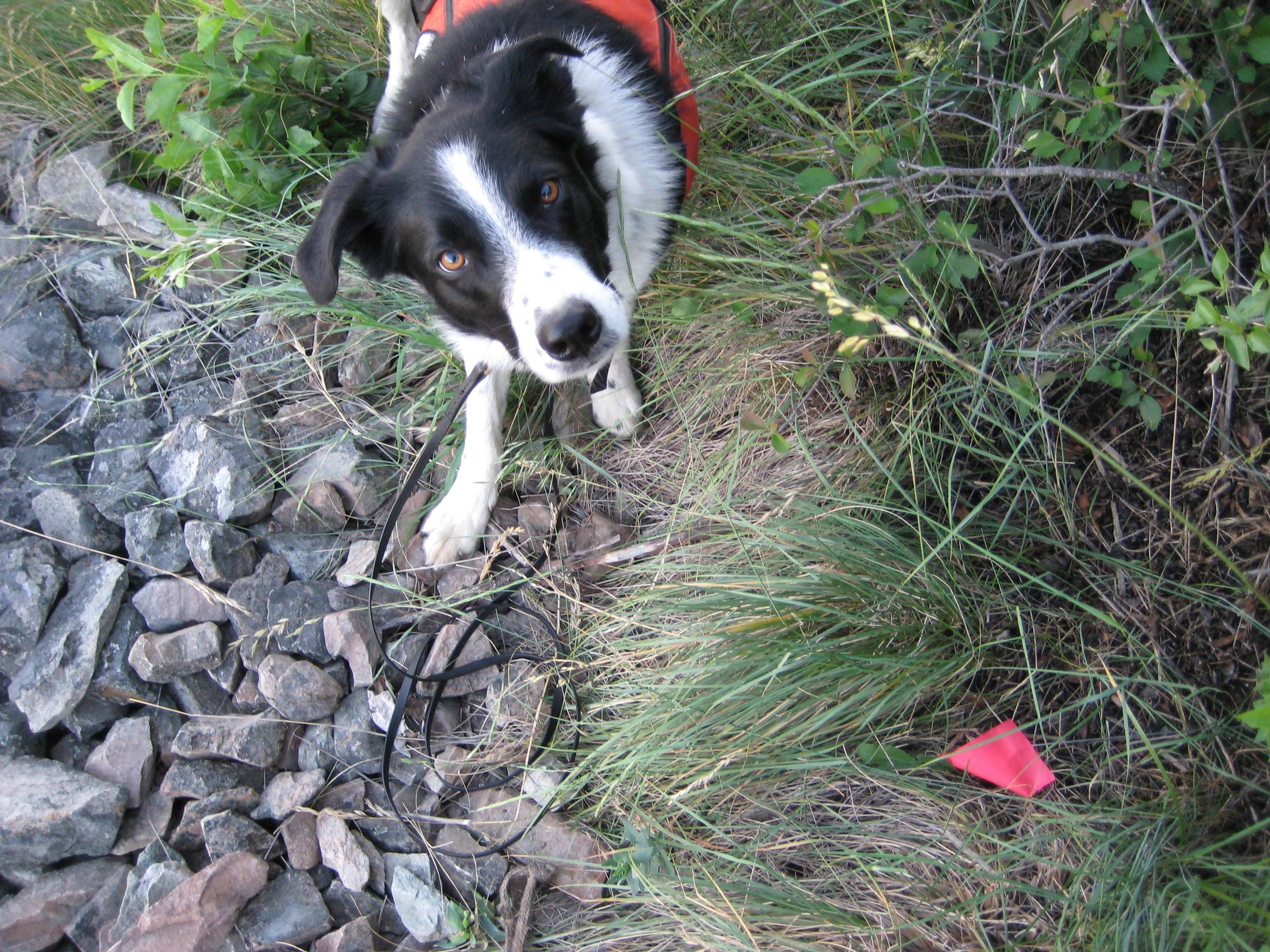 Missoula_Dyers_woad_Seamus_little_woad.jpeg