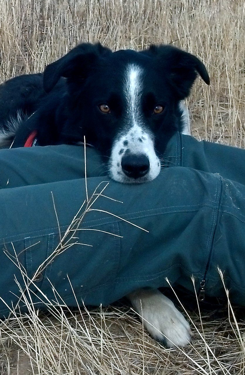 Deb_Seamus_SanJoaquinKitFox_FieldBreak2_CA (1).jpg
