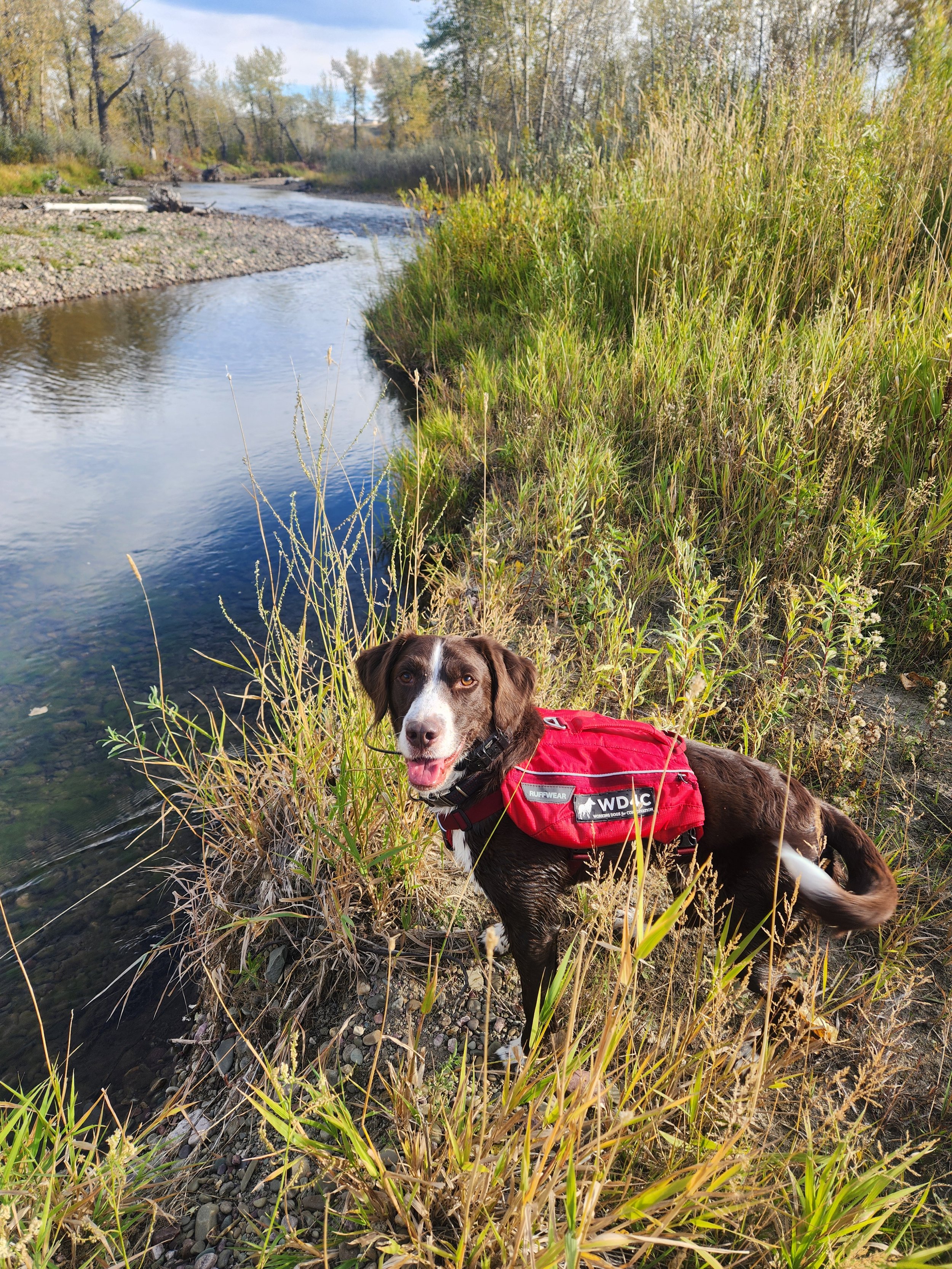dog Frost working on mink project environmental justice.jpg