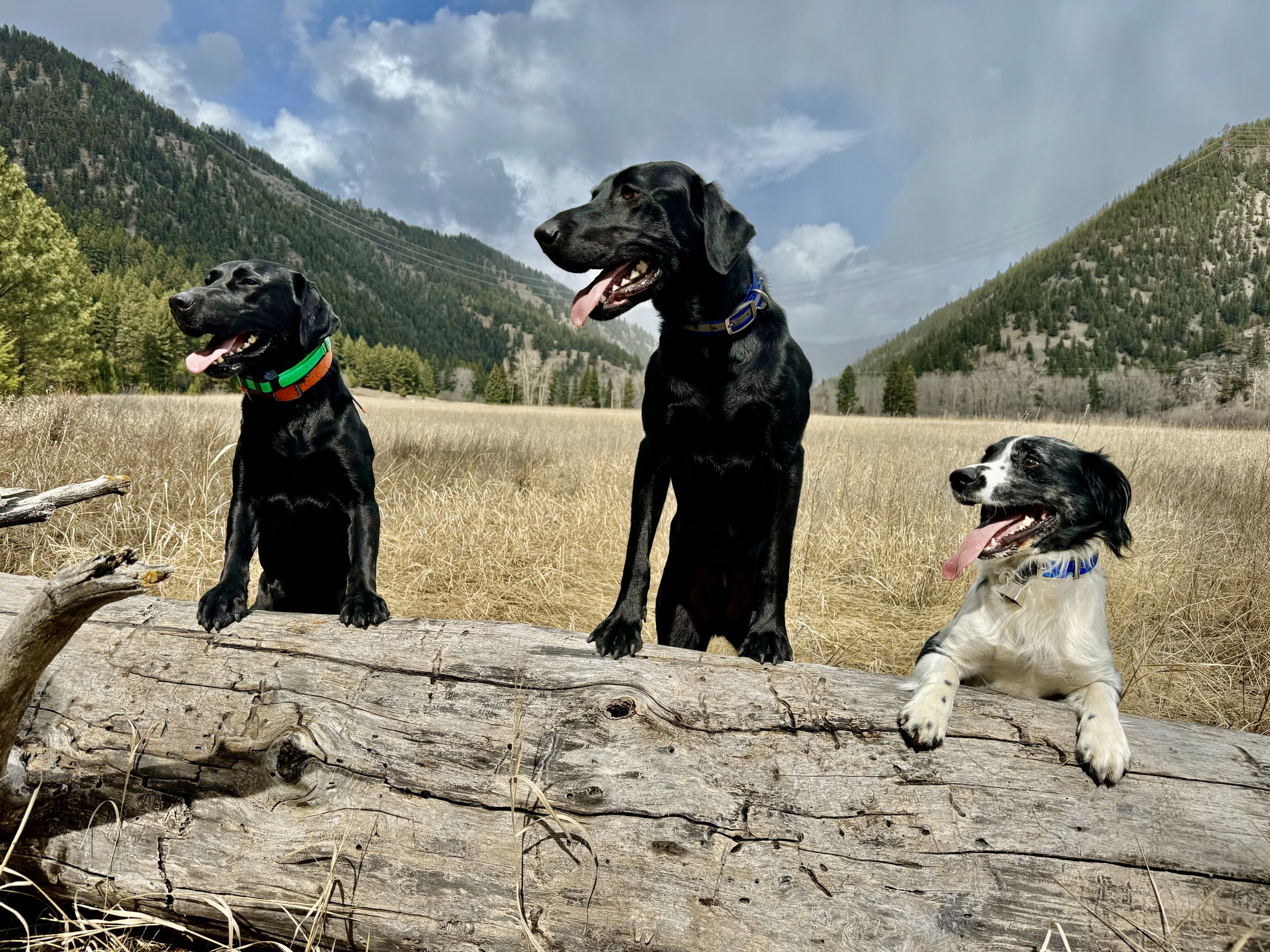 3 dogs.jpg