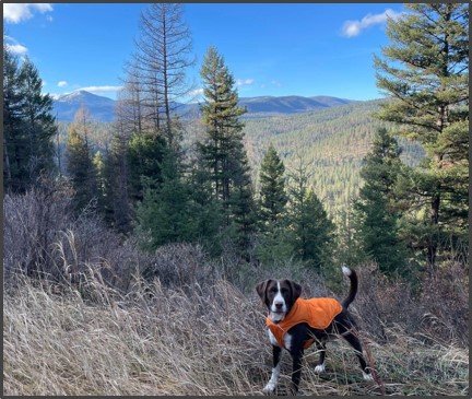 dog life, frost on adventure outing.jpg