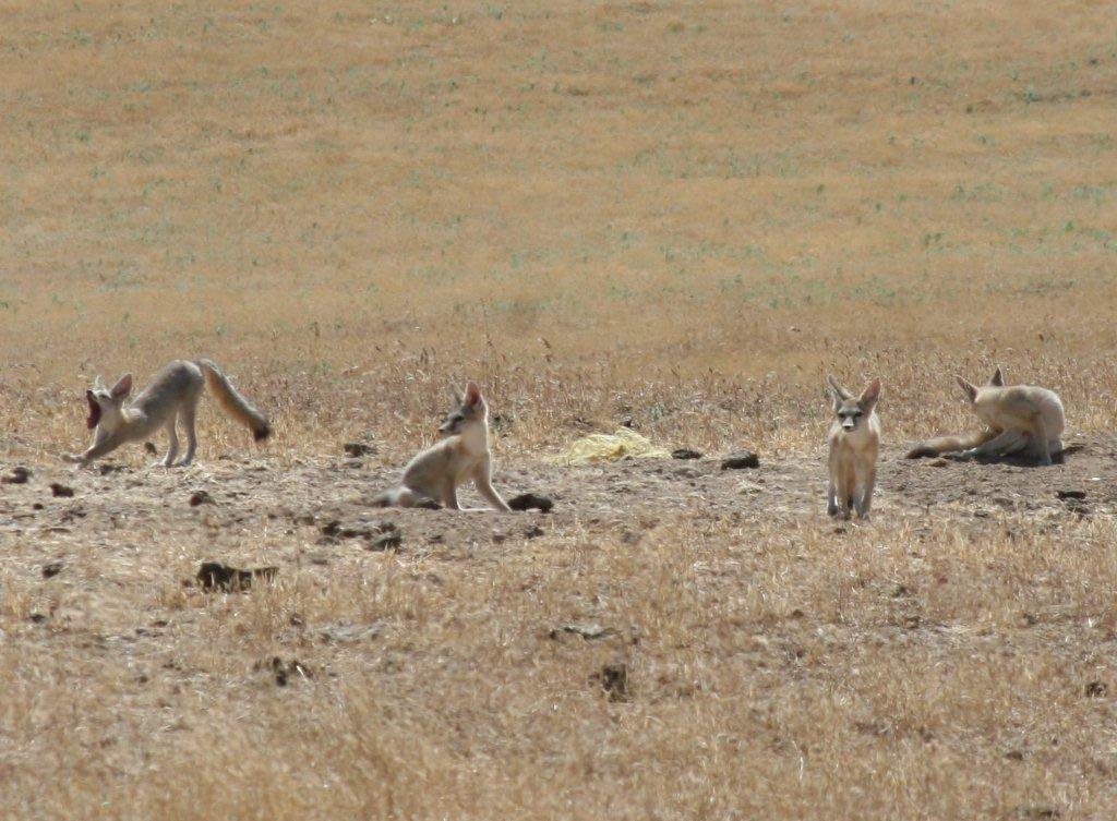 Panoche kit fox den 2.jpg