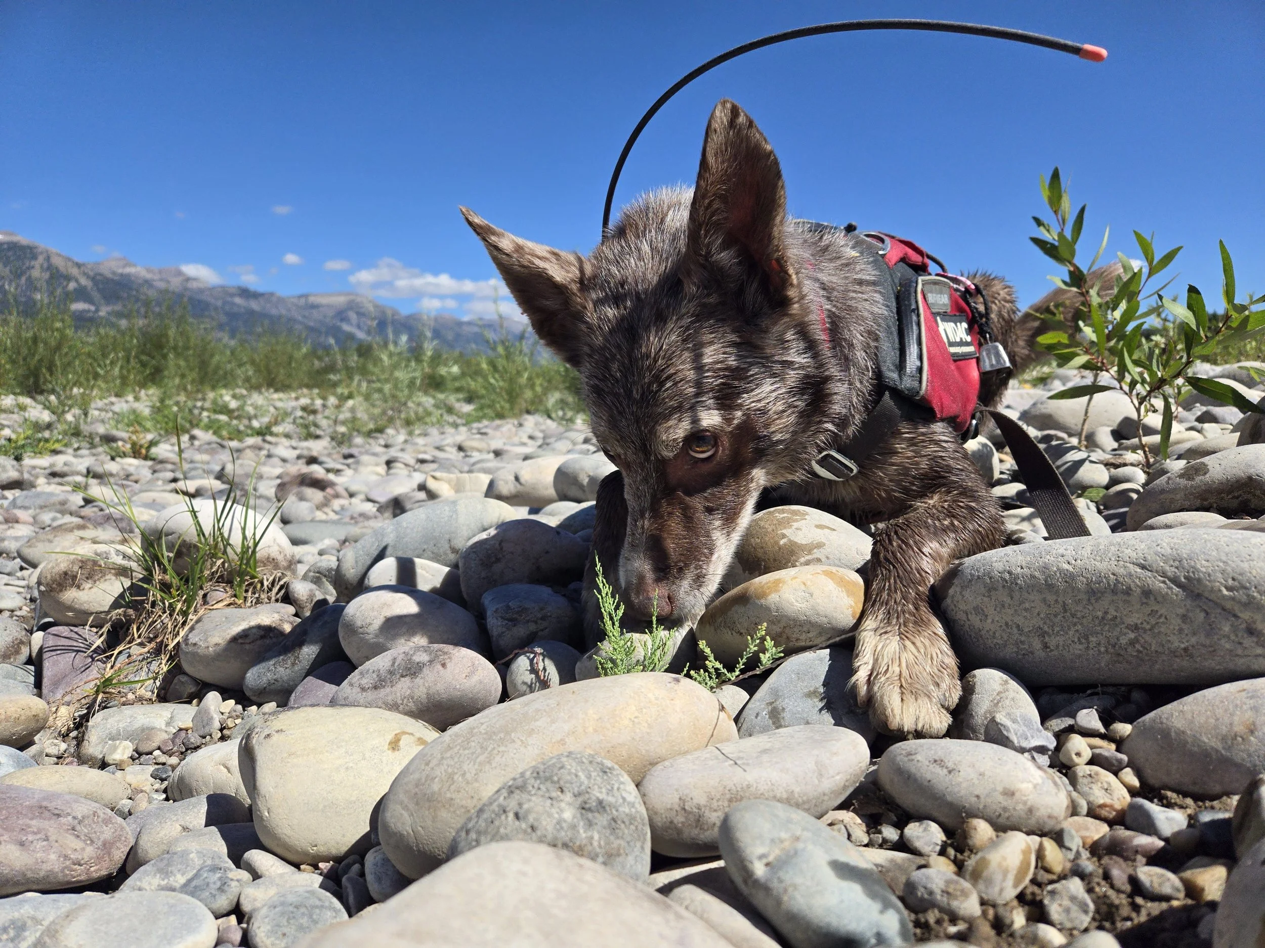 Fenton with salt cedar.jpg