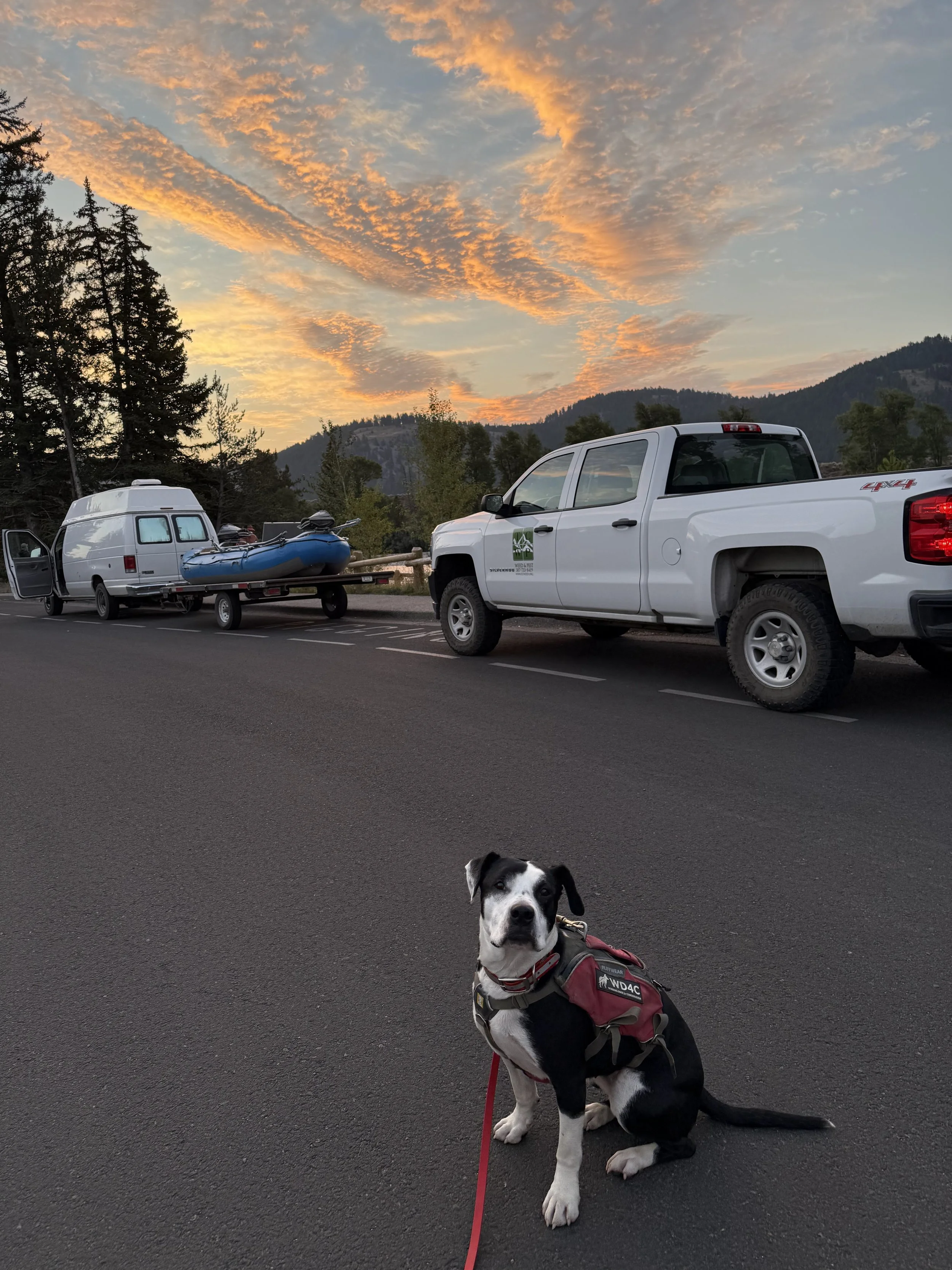 Ace in Grand Teton.jpg