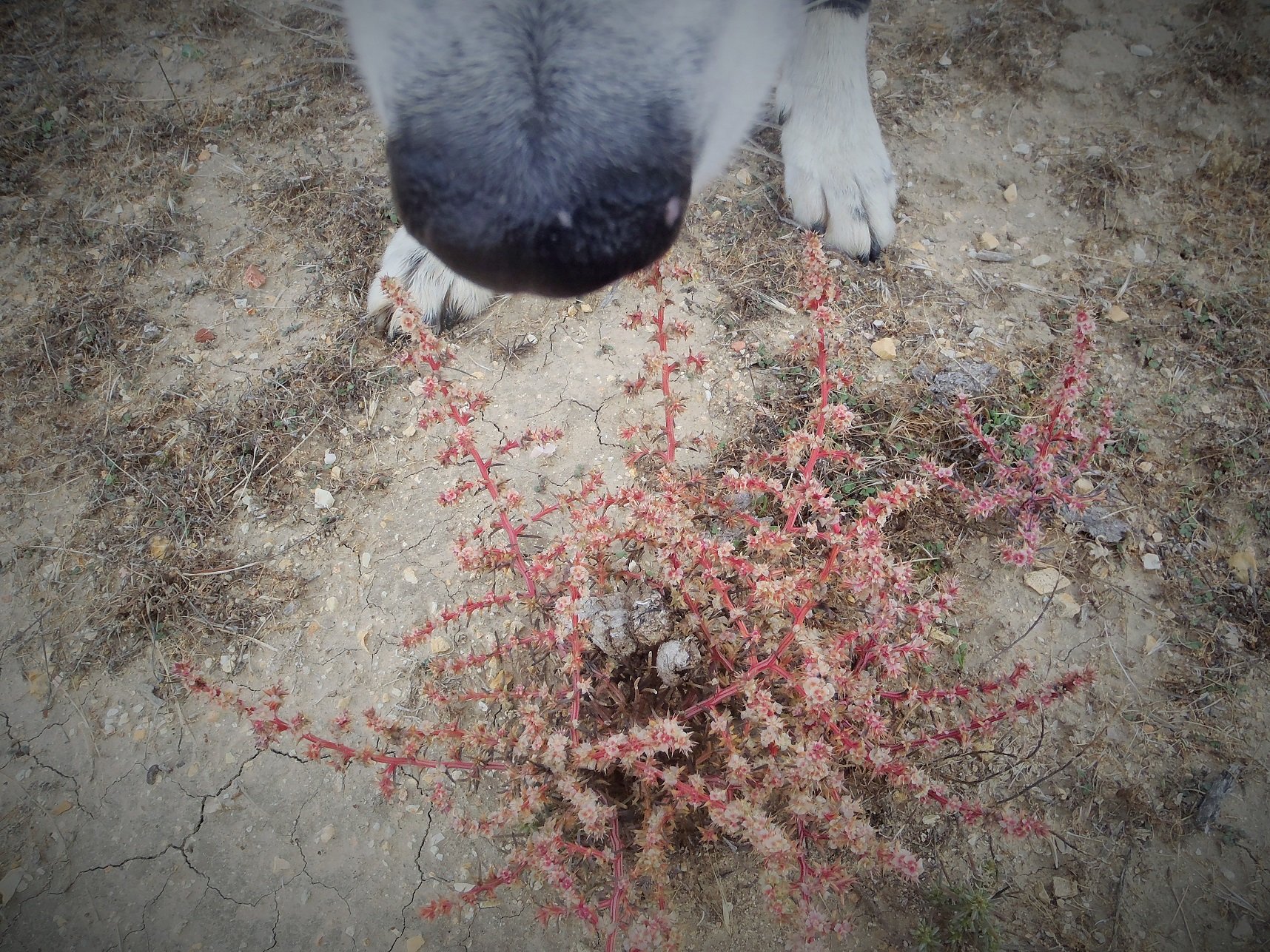 Orbee finding camouflaged kit fox scat in vegetation.jpg