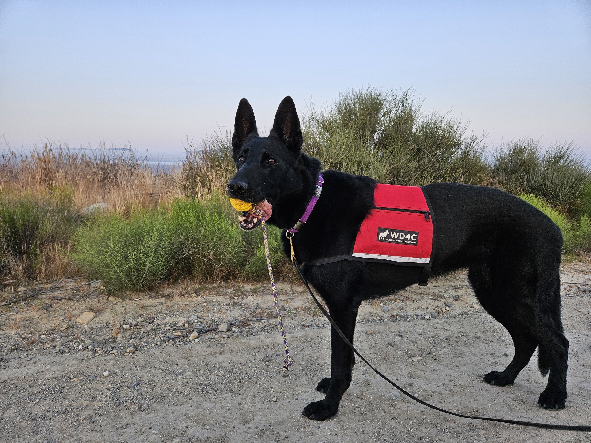 dog Rue with toy working on lizard.jpg