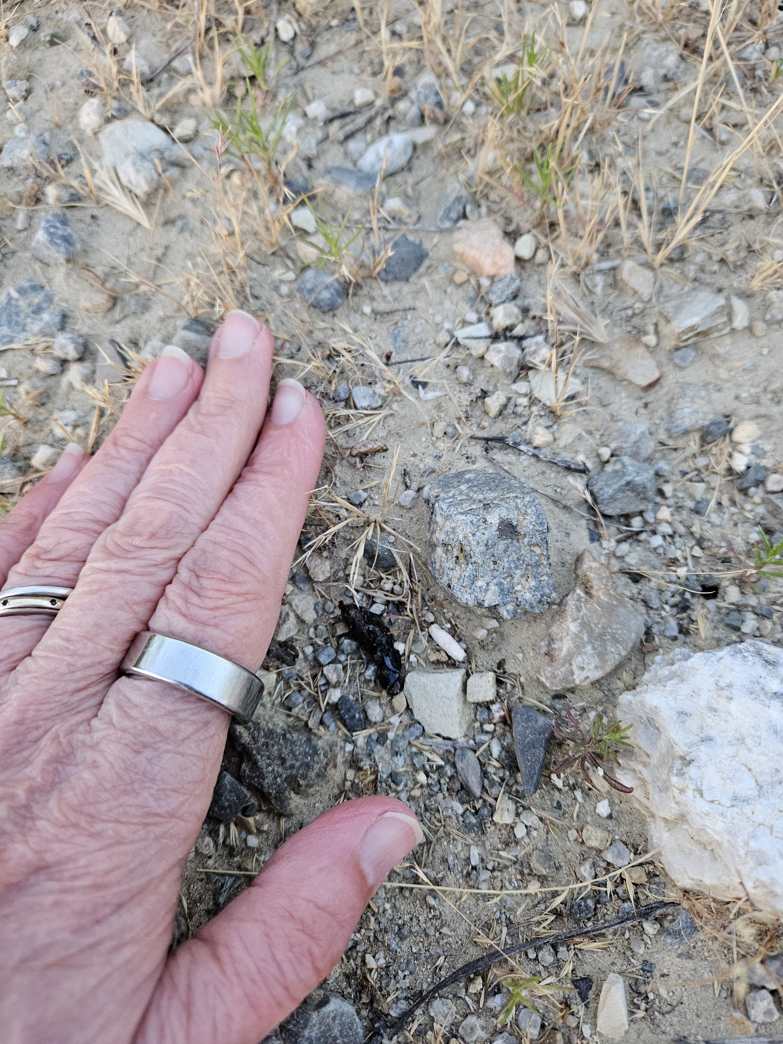 Lizard scat for ecological monitoring.jpg