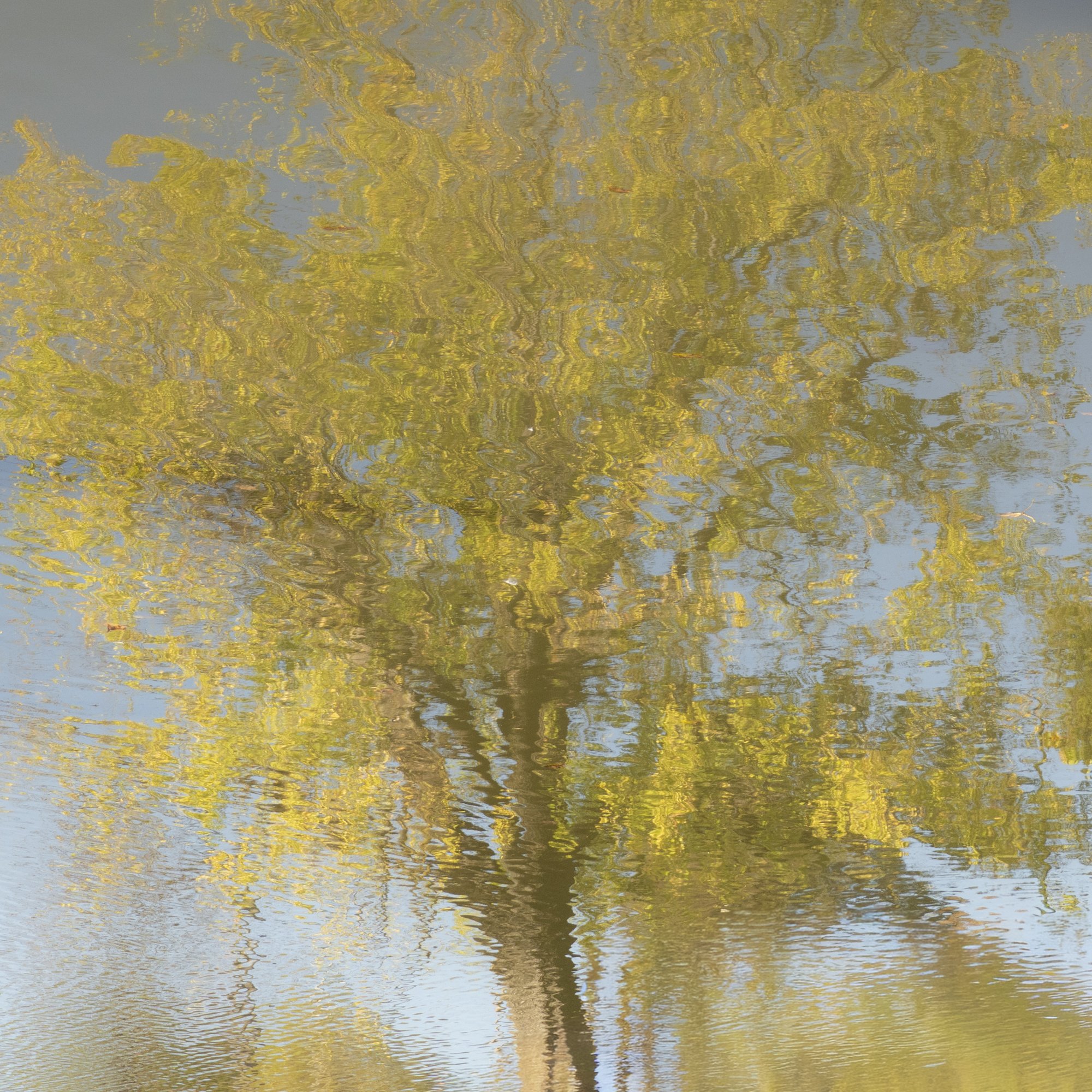 Rripples.jpg