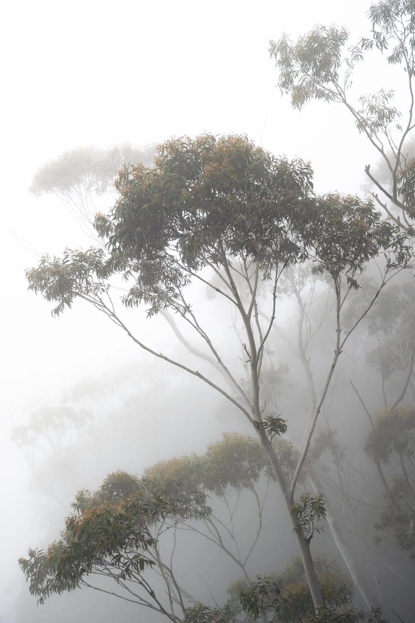 fog.jpg