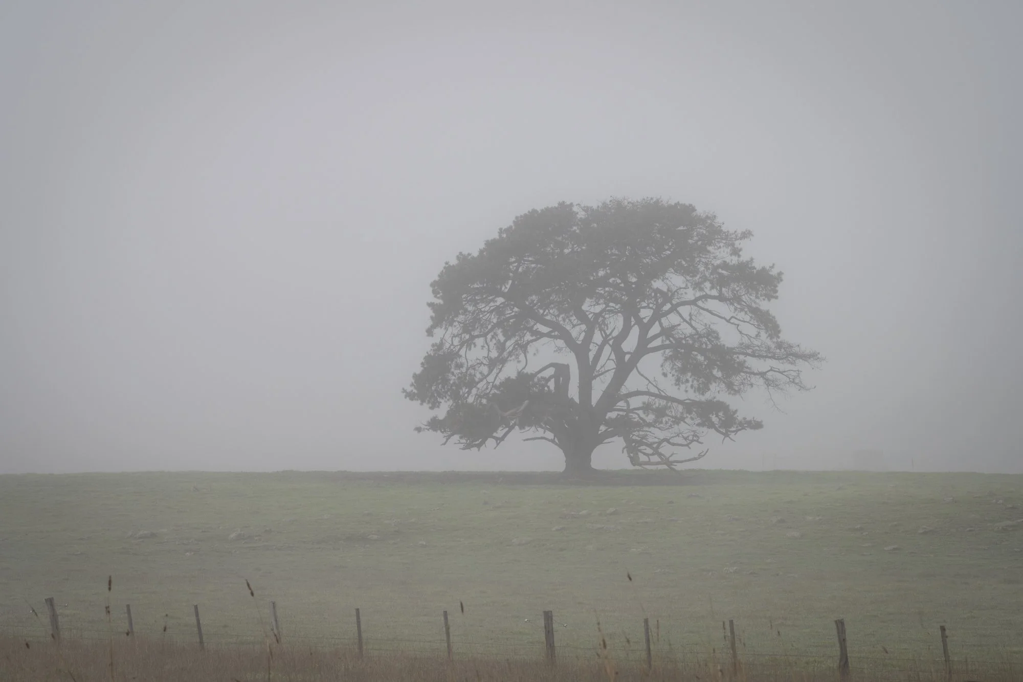 Foggy Tree.jpg