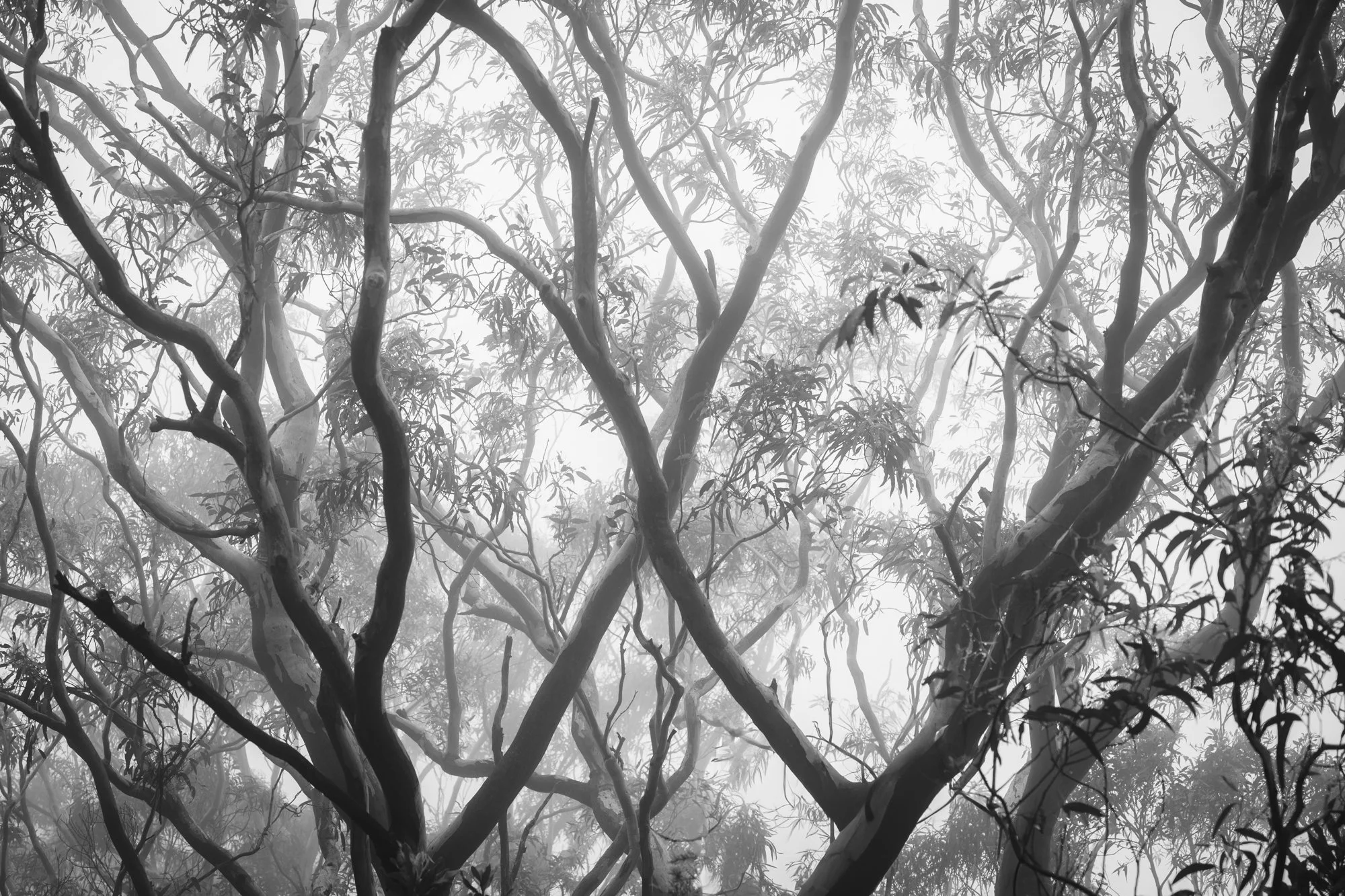 fog leaves.jpg
