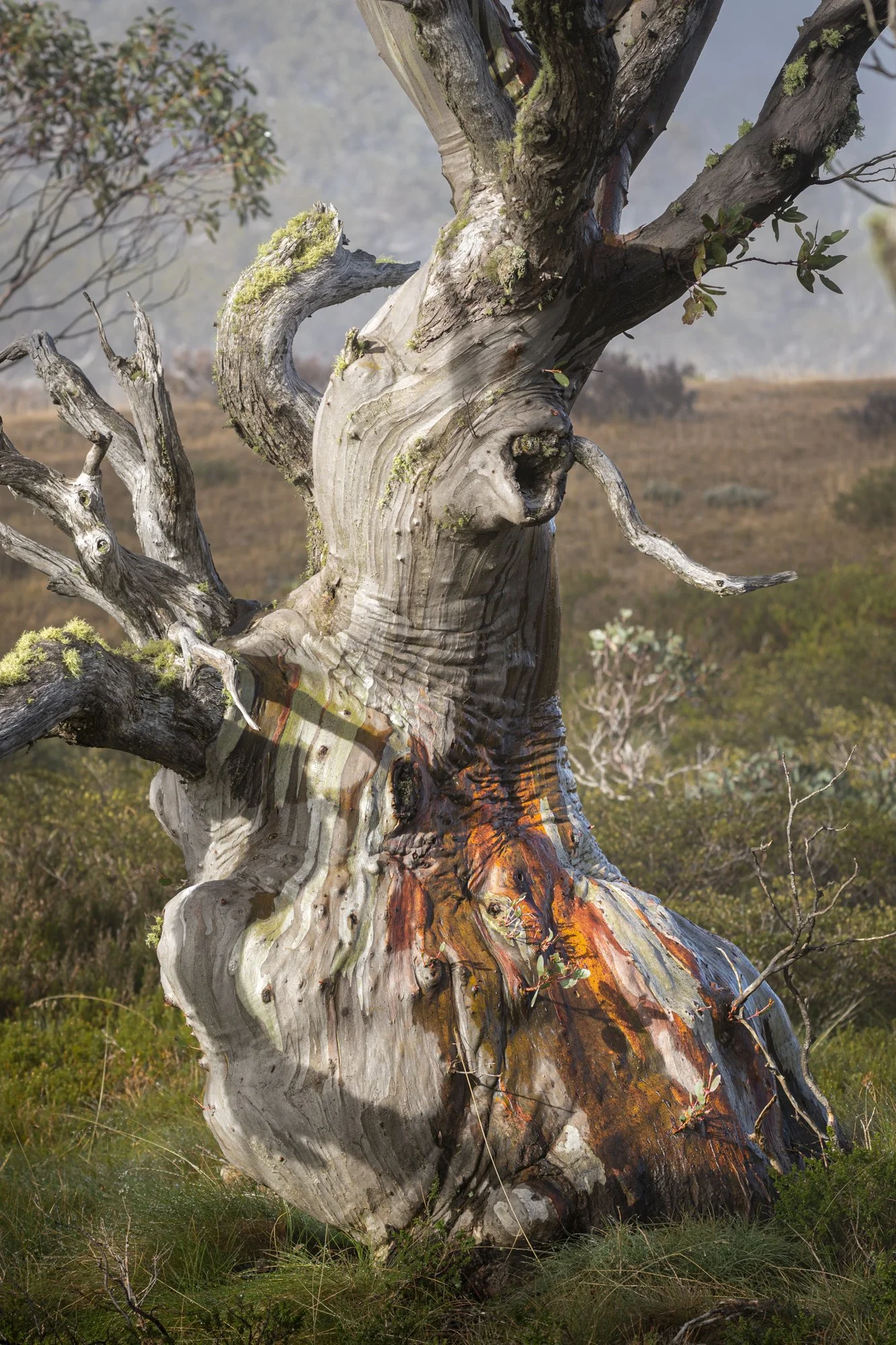 Snow gum 4.jpg