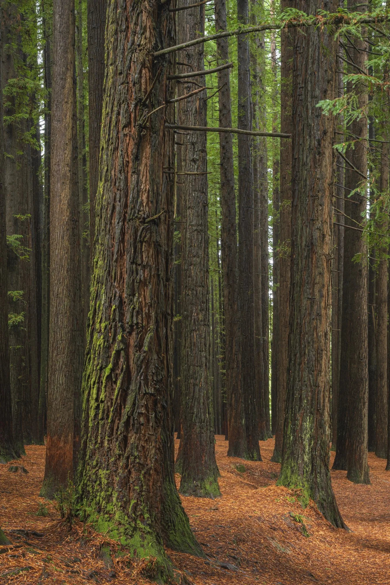 Redwoods 2.jpg