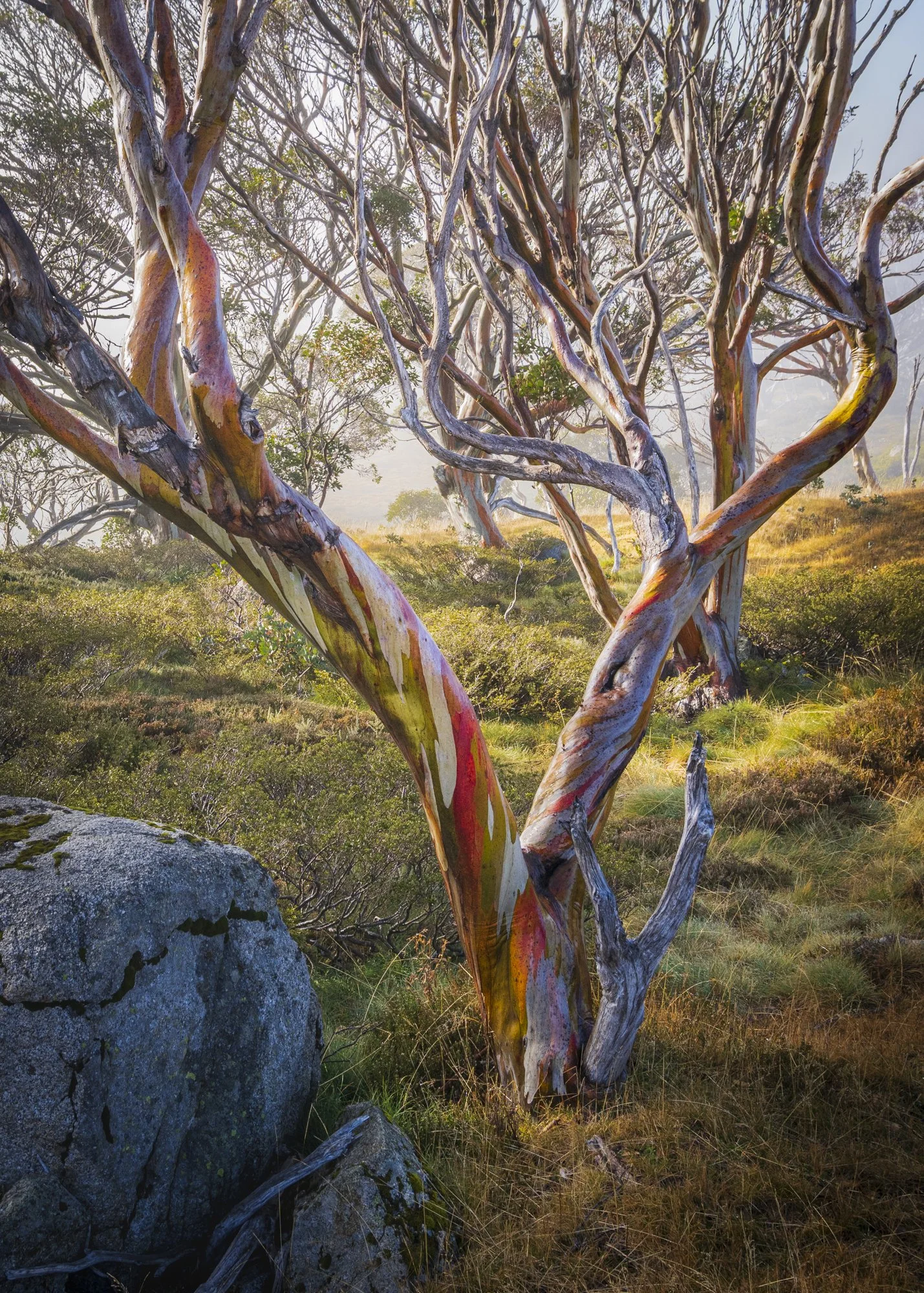 Snow gum 3.jpg
