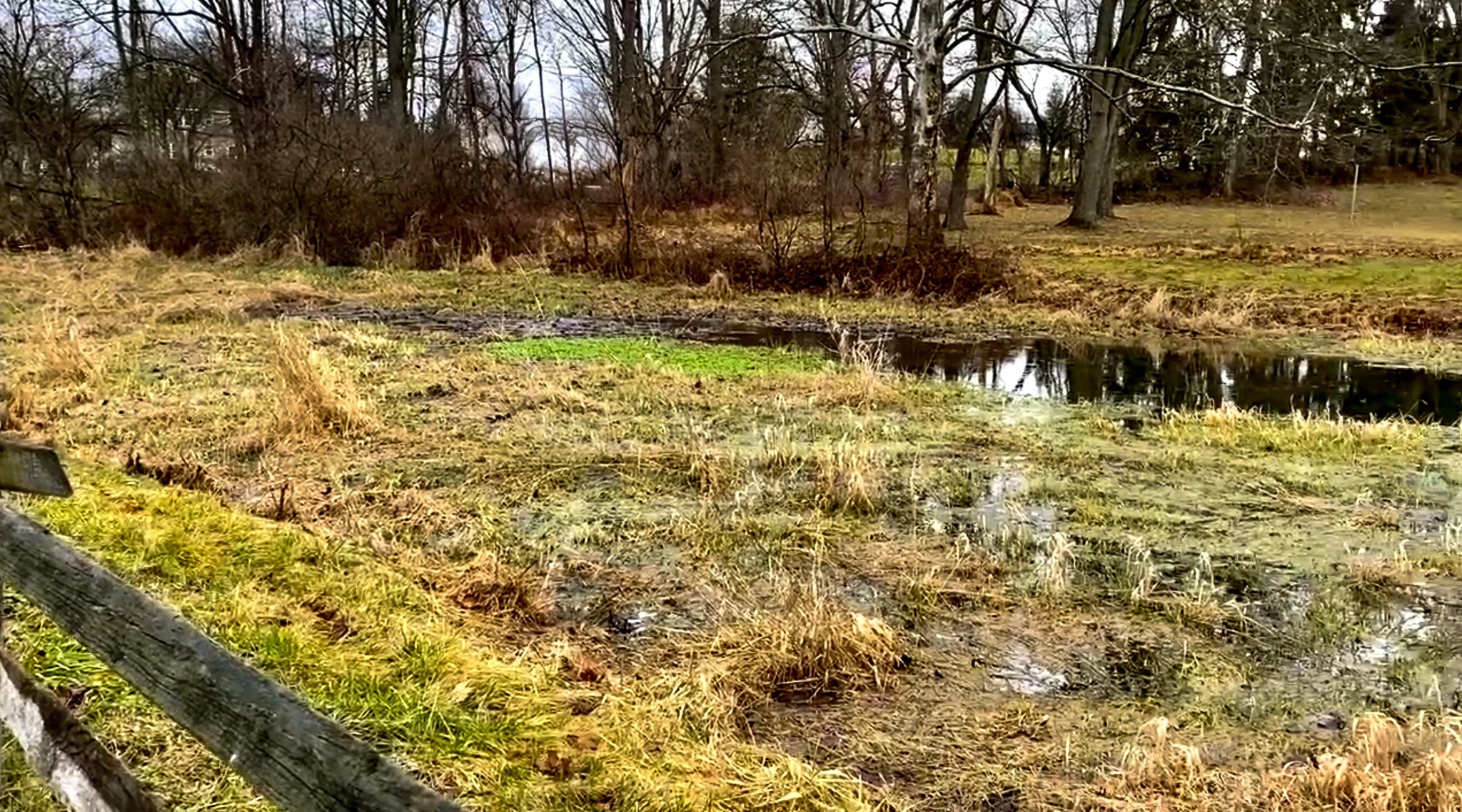 An overgrown pond in the country