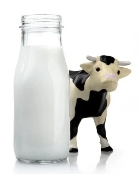 Toy cow behind milk bottle. Lactose or dairy intolerance?