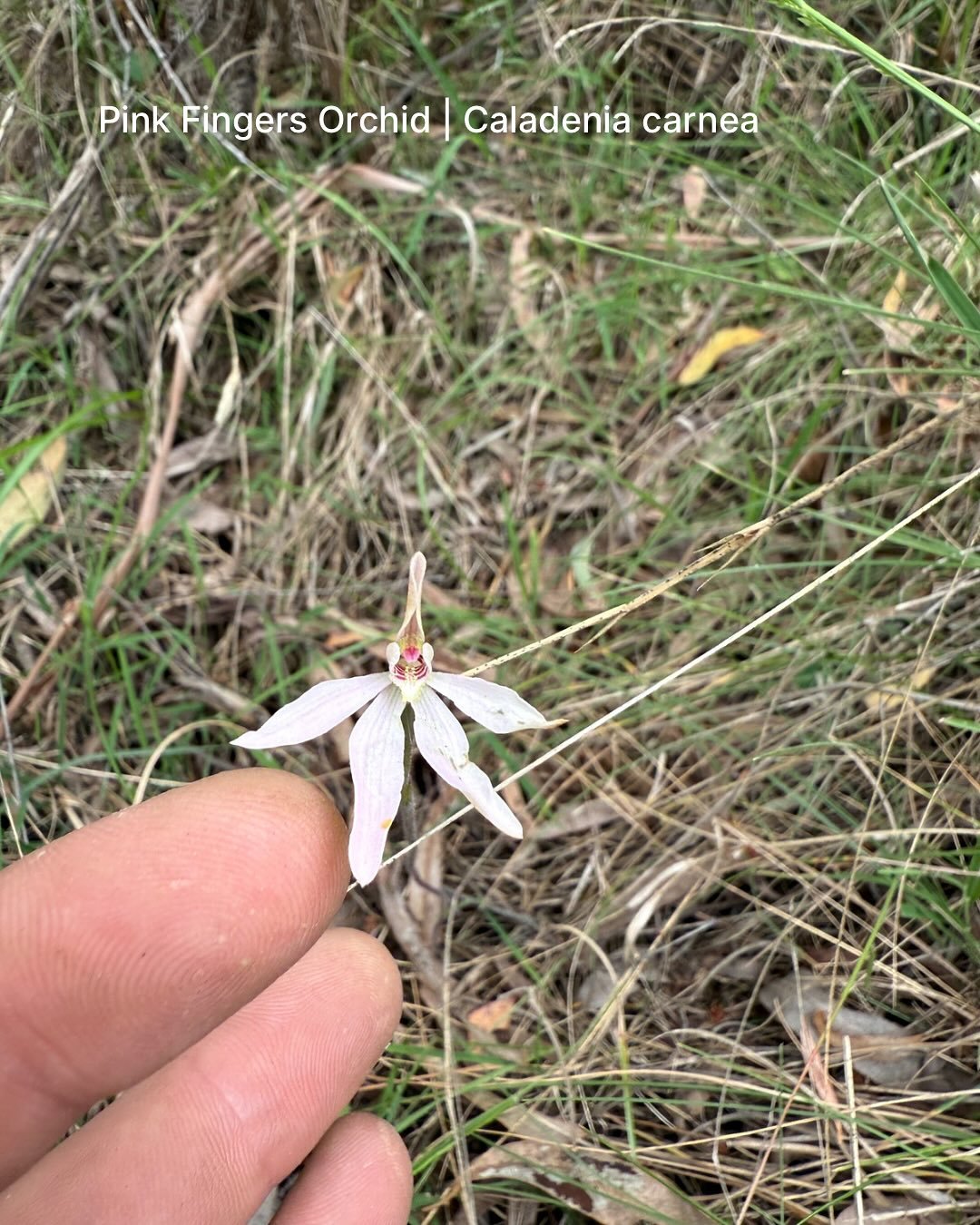 Wildflower season coming into bloom! 

If you&rsquo;d like to see more on your property we can help, send an email to hello@radicle.au