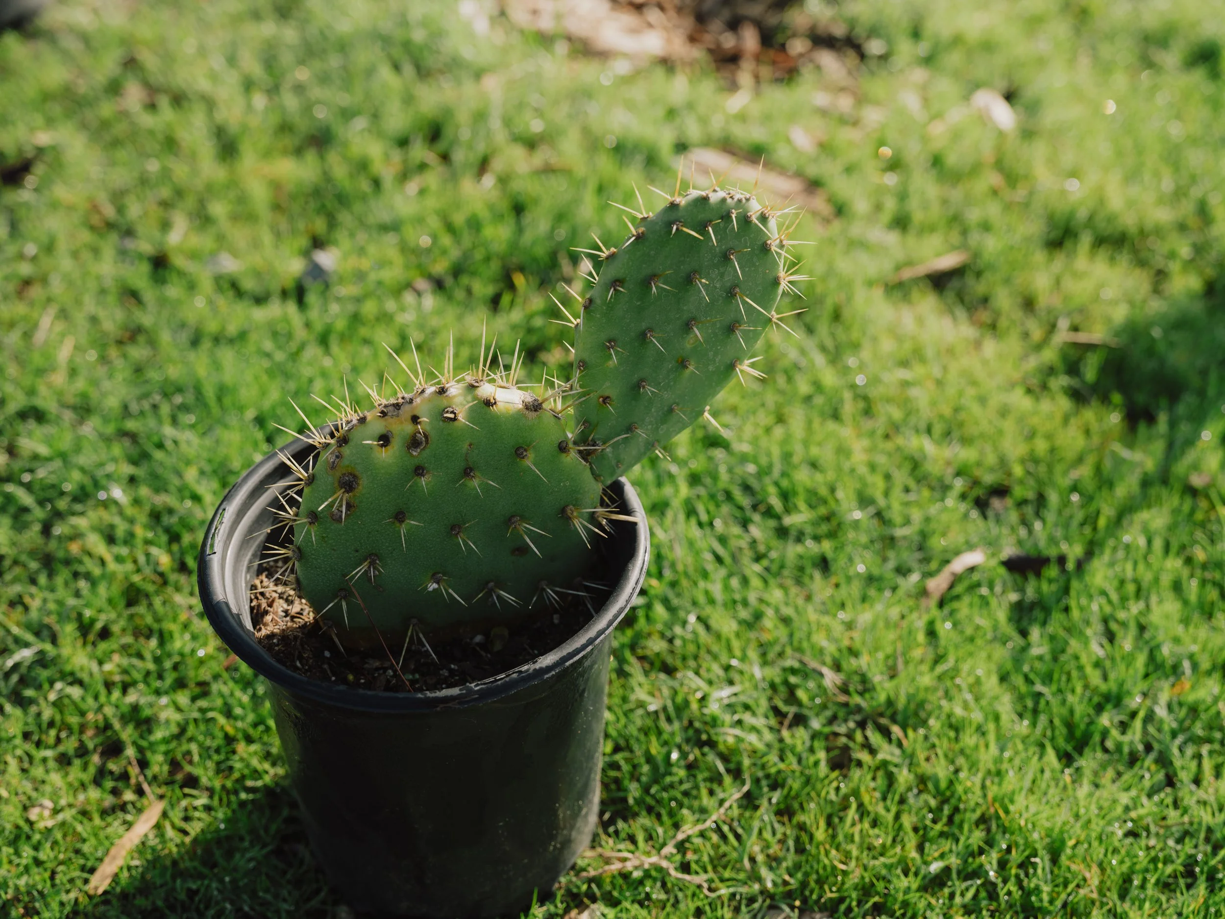 Cohort 8 : Weeding Day
