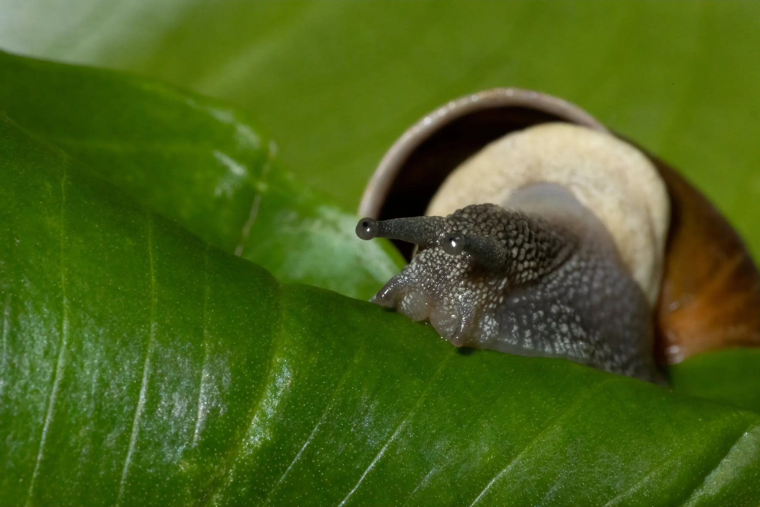 SnailonLeafFinaltif.jpg