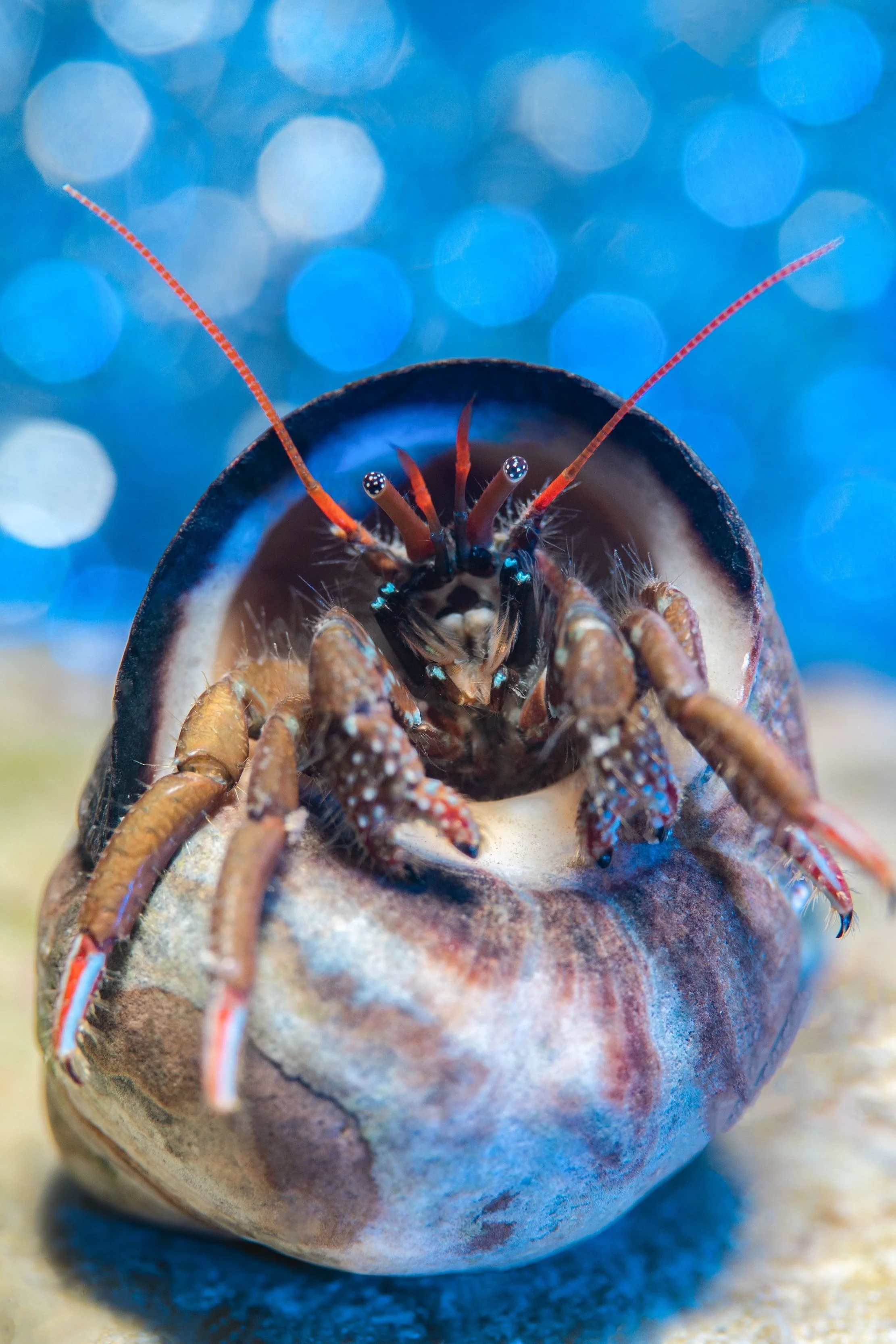 St Pirans Hermit Crab (Clibanarius erythropus), 8:05pm 11th December 2024, Tide (1.19m). (6/26)