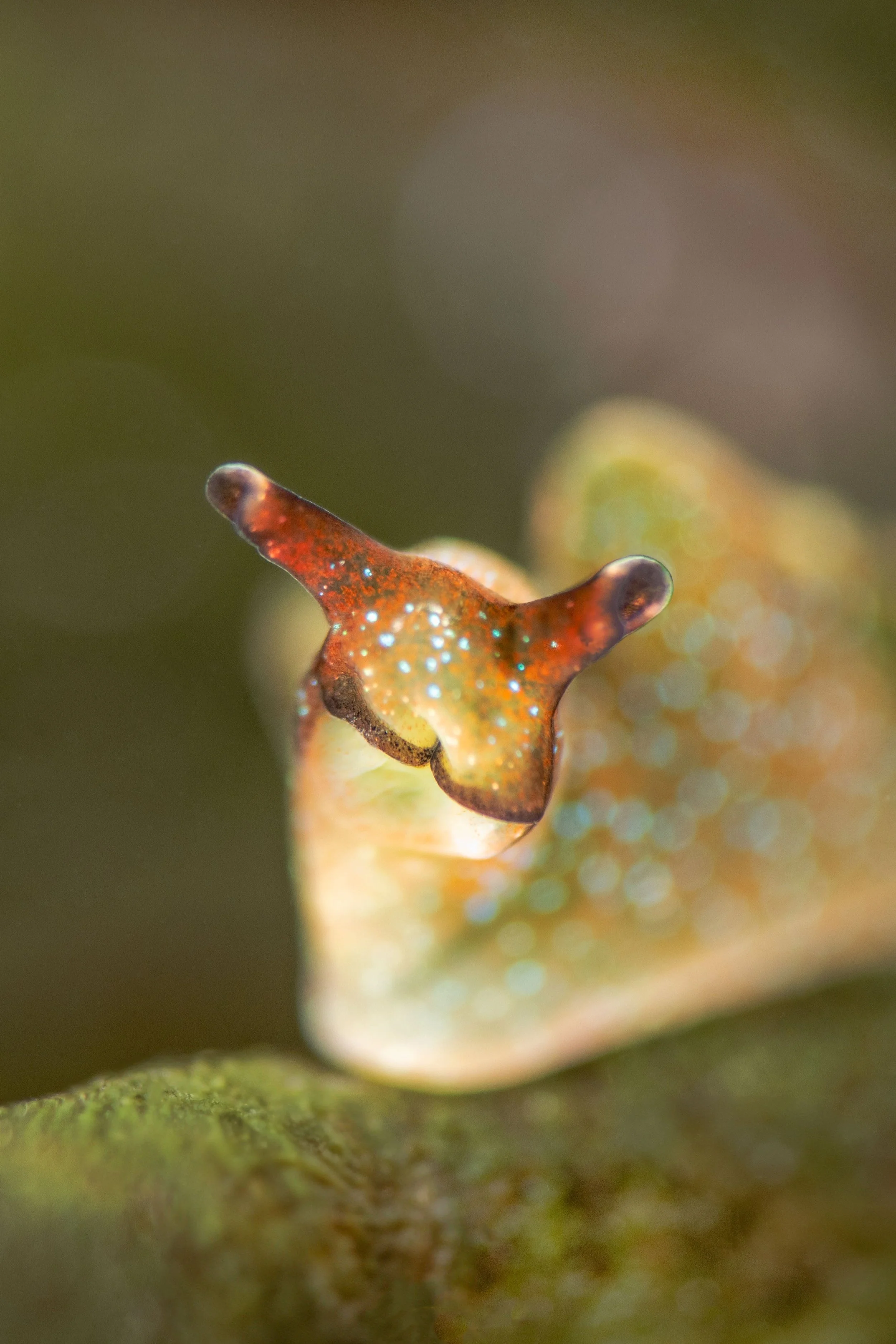 Solar Powered Sea Slug (Elysia virdis), 2:36pm 18th January 2025, TIde (0.87m). (9/26)