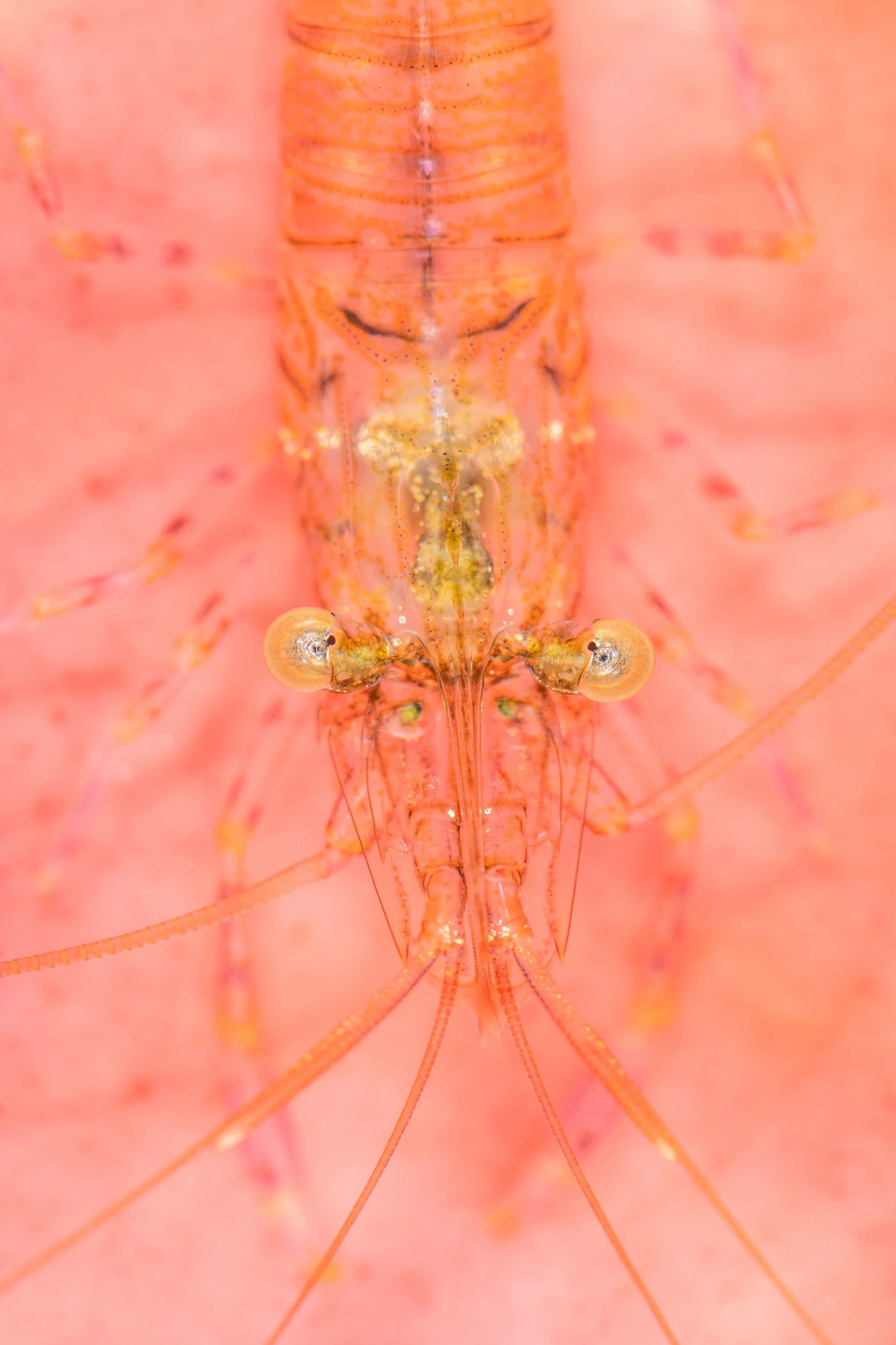 Common Prawn (Palaemon serratus), 1:07pm 3rd October 2024, Tide (0.78m). (24/26)