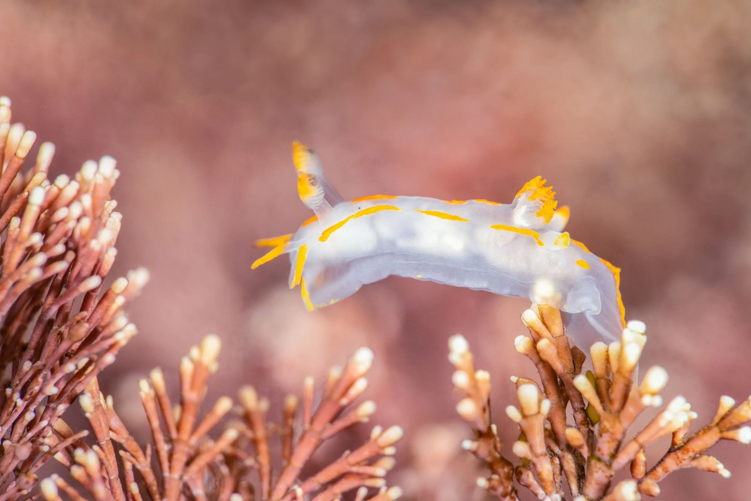 Four Lined Polycera (Polycera quadrilineata), 9:04am 11th March 2025, Tide (1.50m). (23/26)