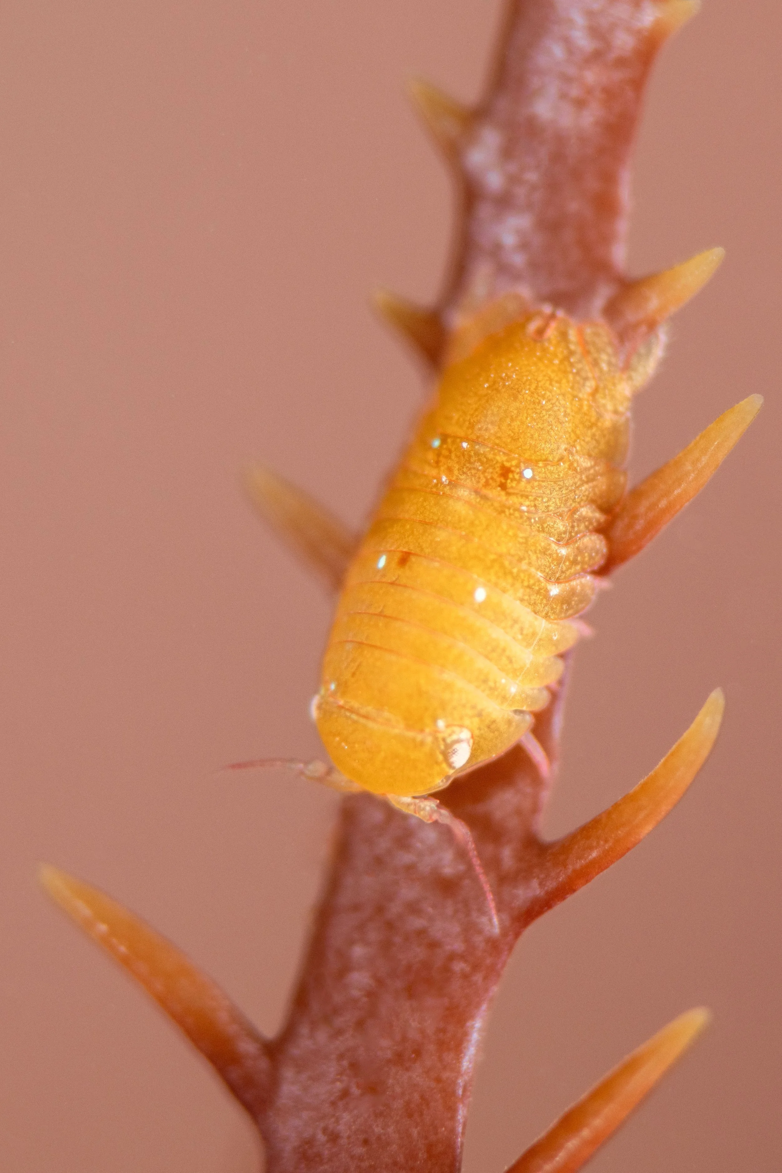 Sea Slater (Dynamene bidentata), 3:05pm 19th January 2025, Tide (1.09m). (21/26)