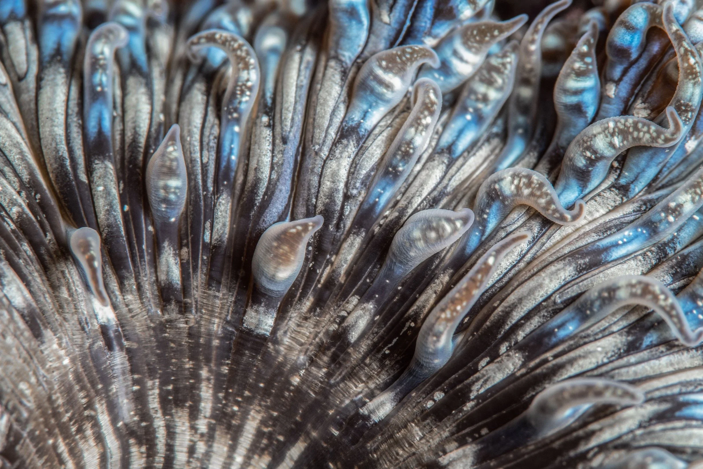 Daisy Anemone (Cereus pedunculatus), 10:43pm 30th October 2024, Tide (0.90m). (16/26)