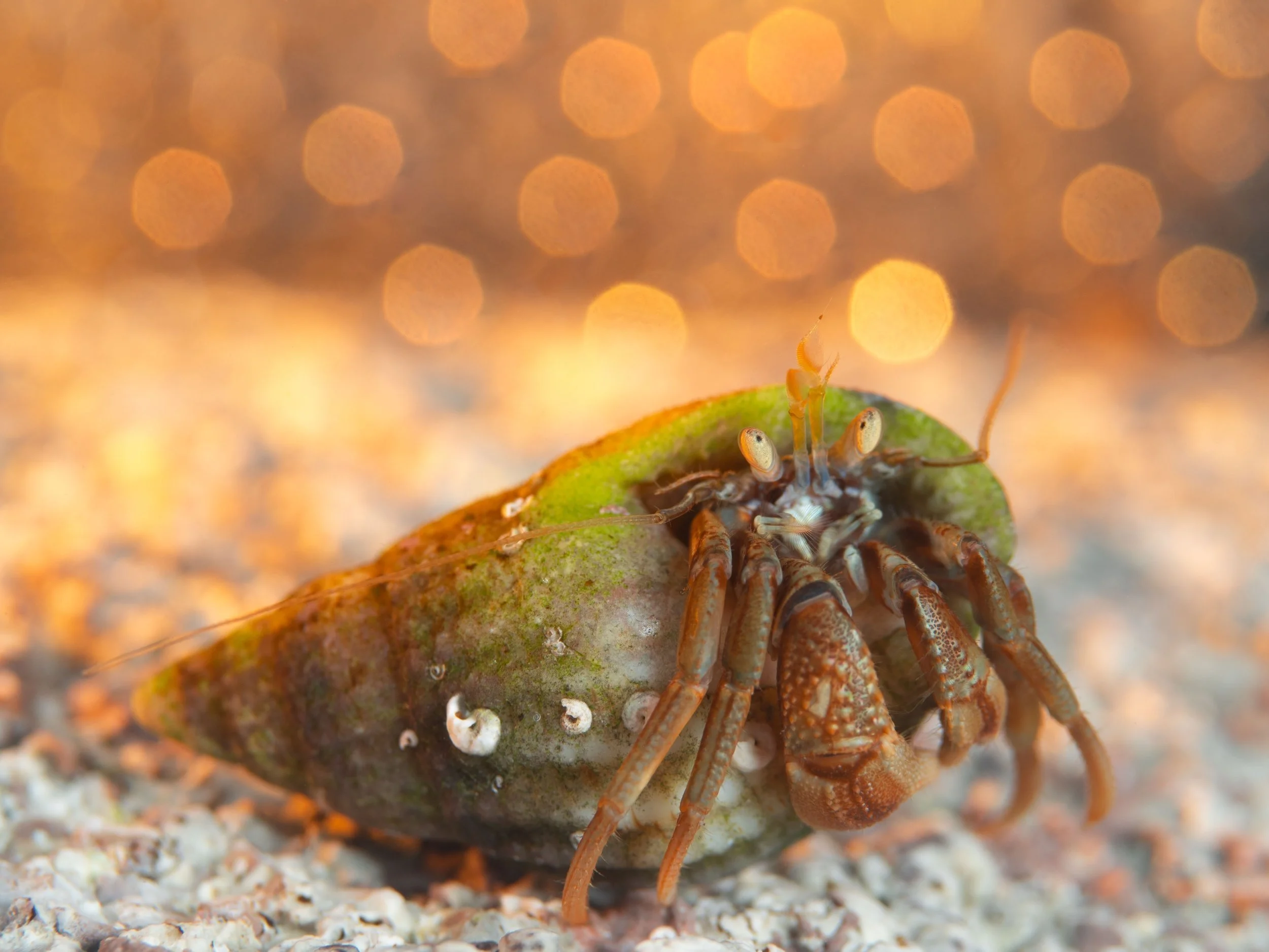 Common Hermit Crab (Pagurus bernhardus), 4:28pm 23rd October 2024, Tide (1.50m). (10/26)