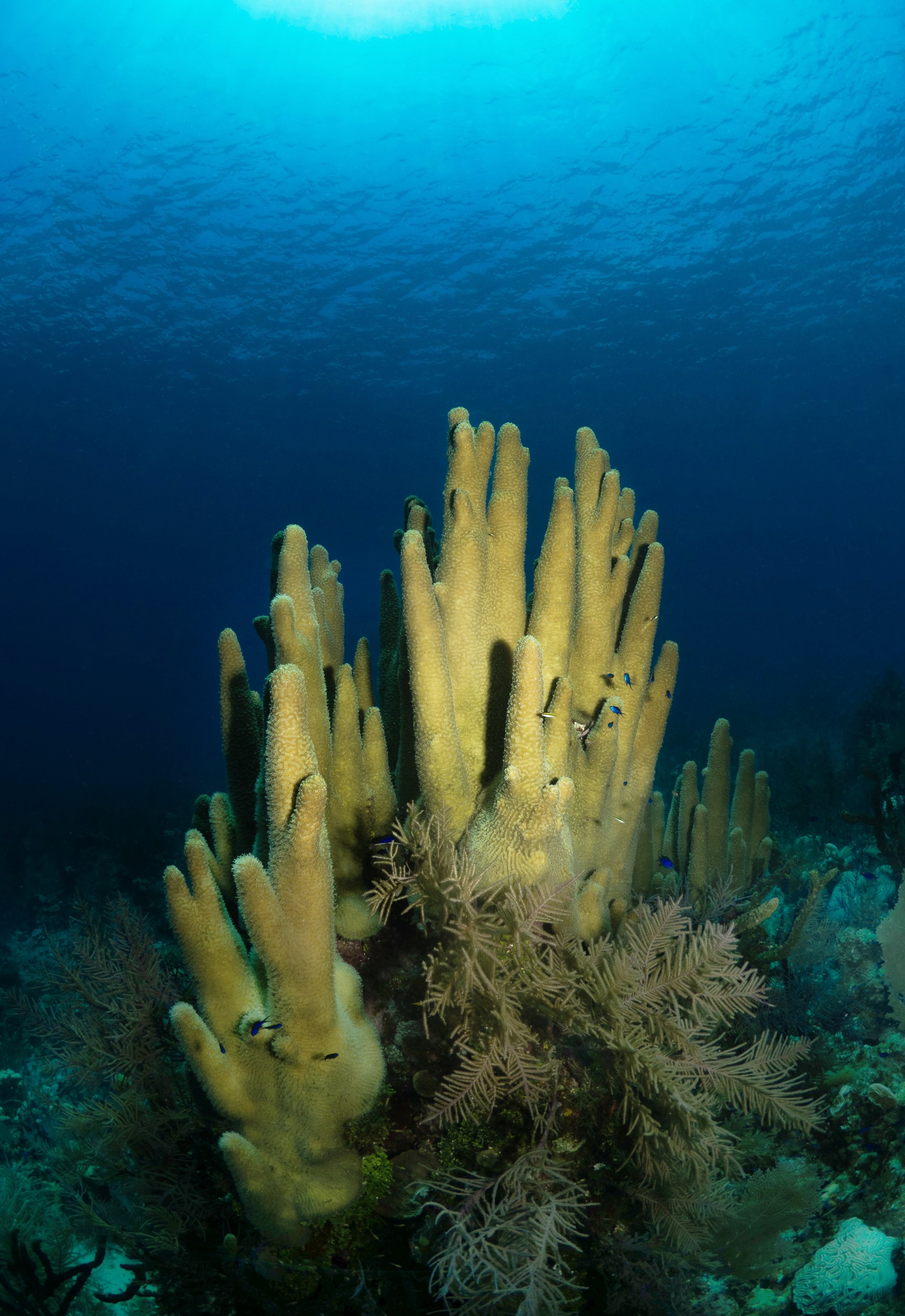 PillarCoral(EDITED).jpg