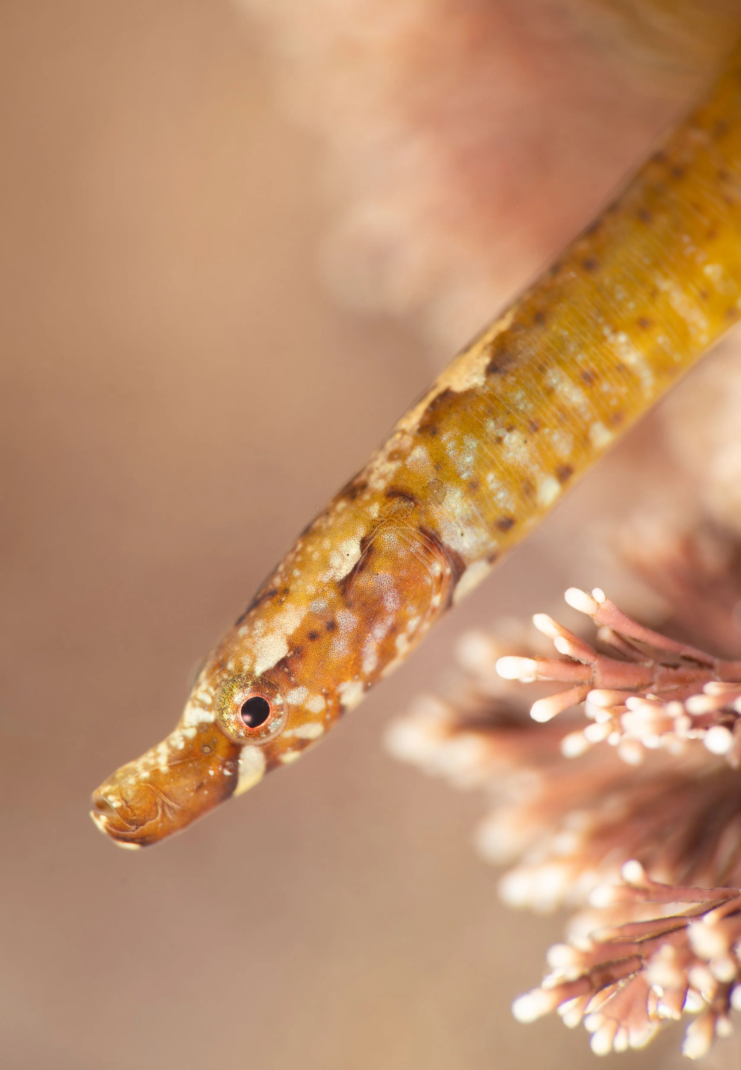 Worm pipefish (Nerophis lumbriciformis), 9:04am 16th March 2025, Tide (1.57m). (19/26)