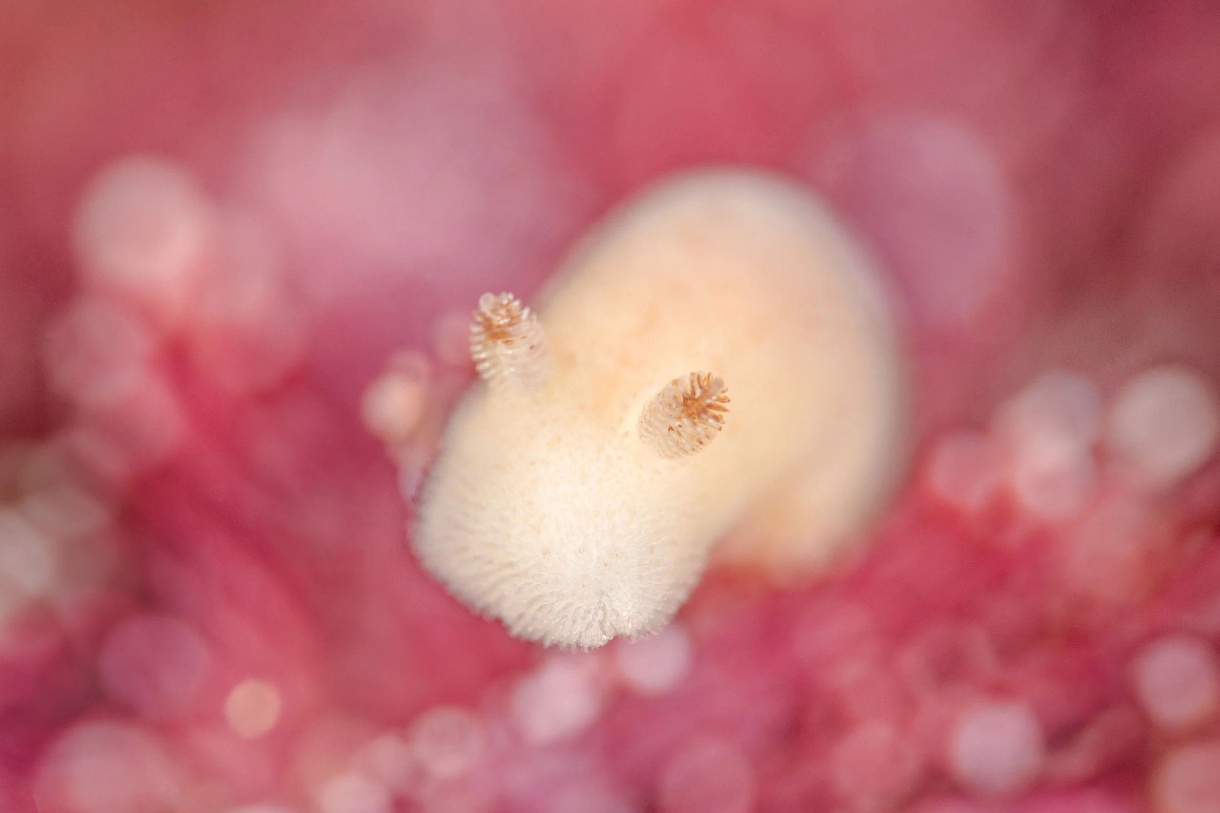 Sea Bunny (Jorunna tomentosa), 5:14pm 23rd March 2025, Tide (2.15m). (11/26)