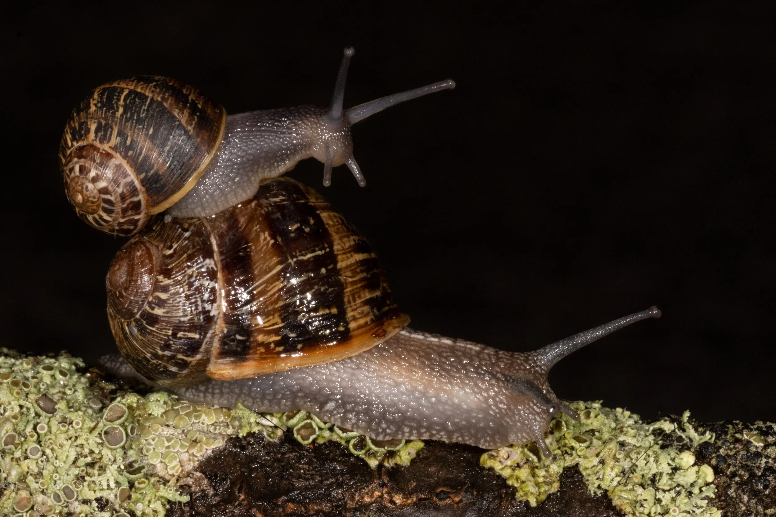 Stackingsnails.jpg