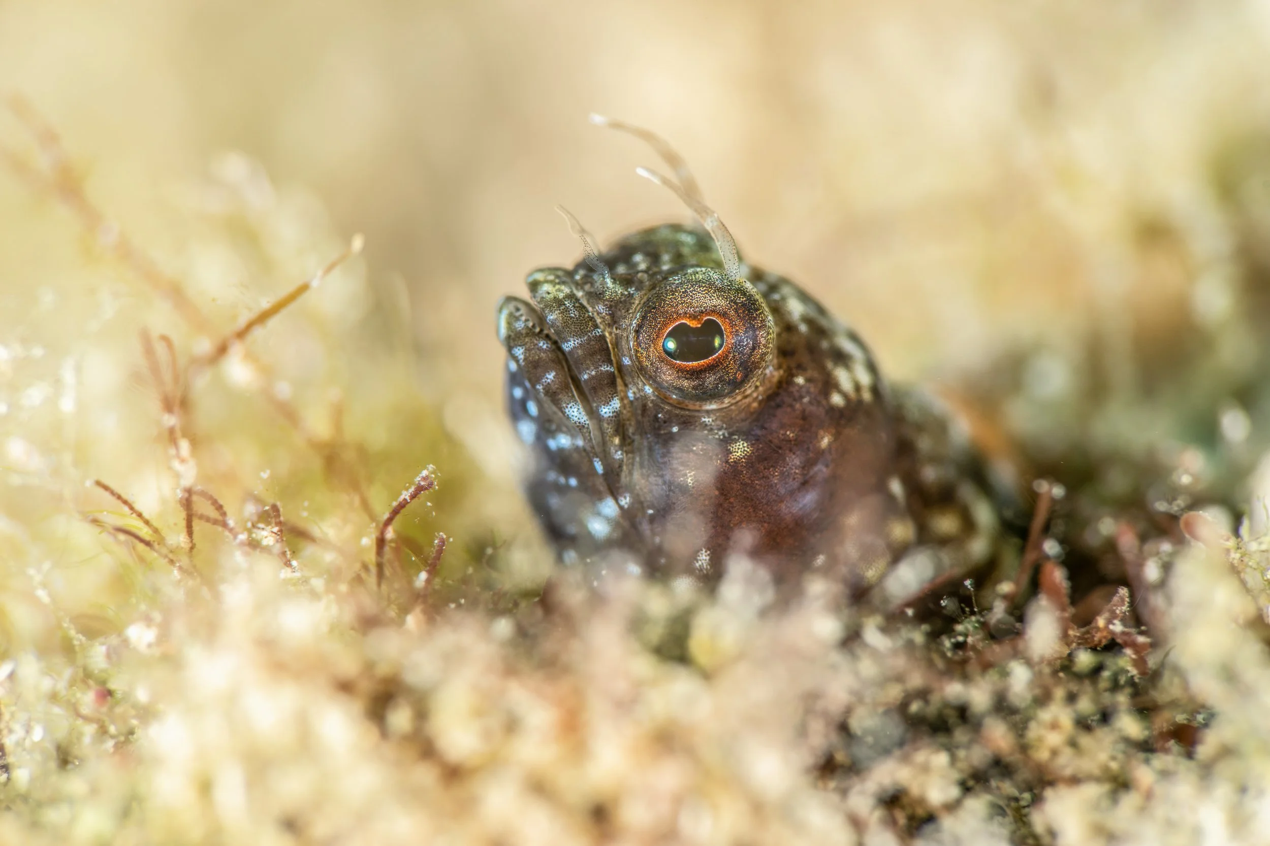 Sailfin blenny edit_.jpg