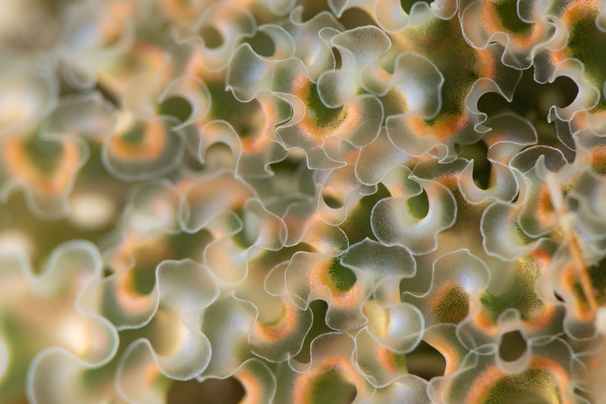 Lettuce sea slug.jpg