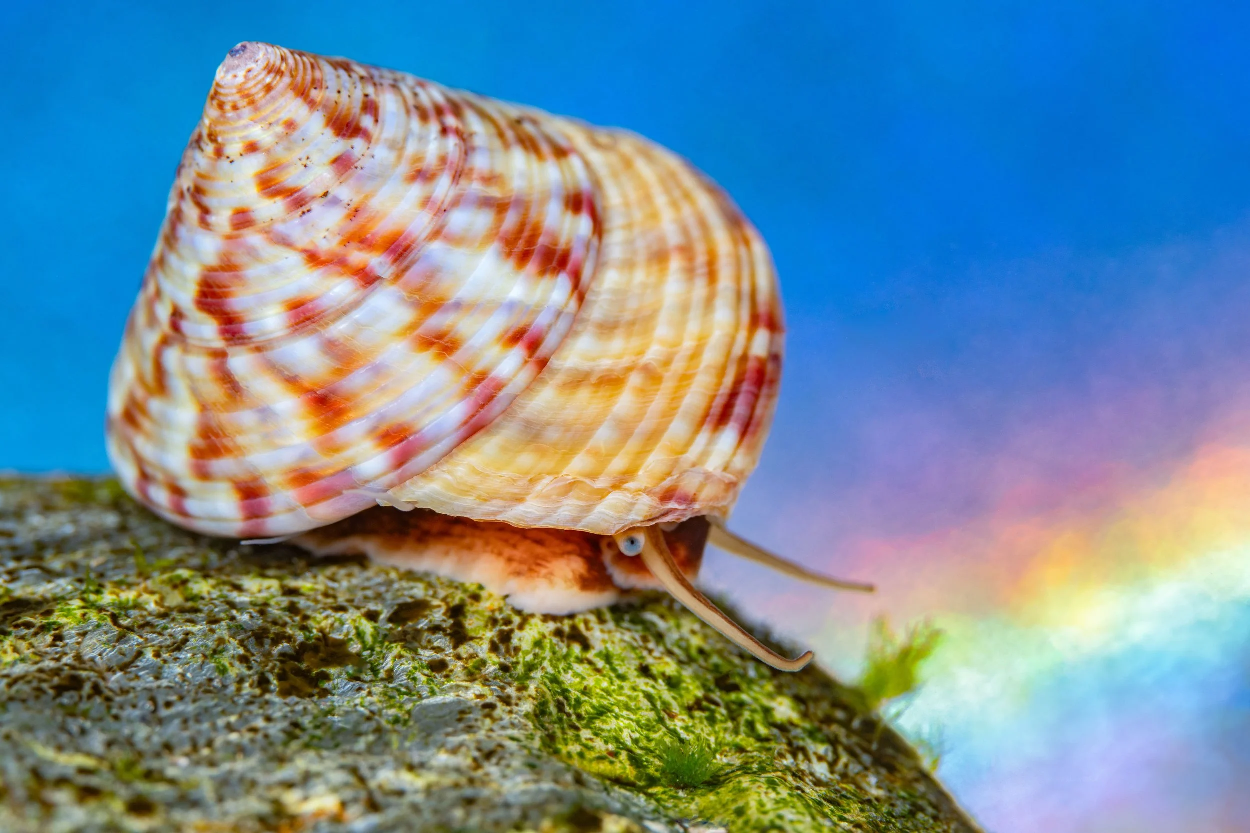 Painted Topshell (Calliostoma zizyphinum), 10:55am 28th March 2025, Tide (0.40m). (17/26)