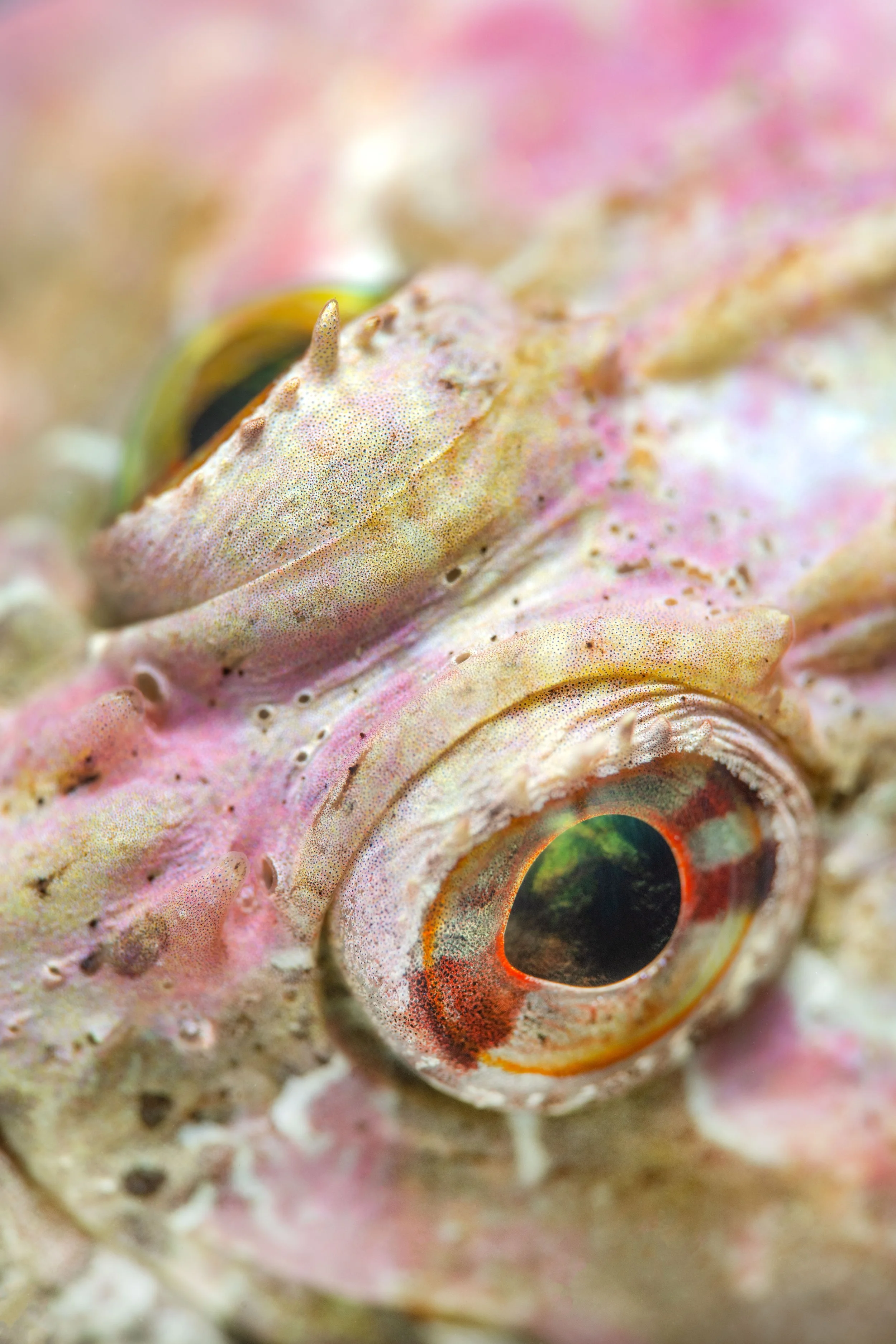 Long Spined Scorpionfish (Taurulus bubalis), 10:01pm 25th February 20245 Tide (1.23m). (14/26)
