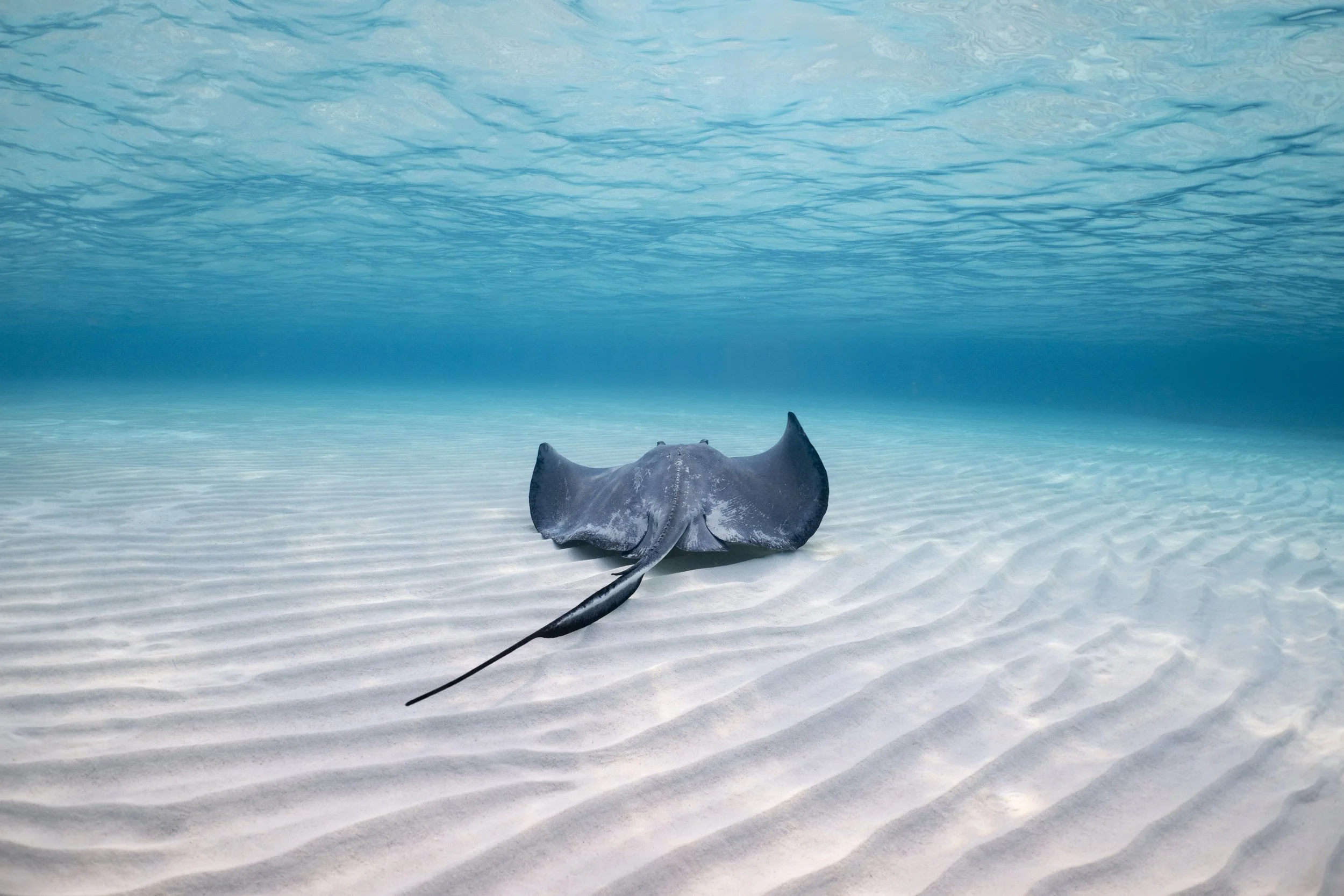 SouthernStingray_final2 copy.jpg