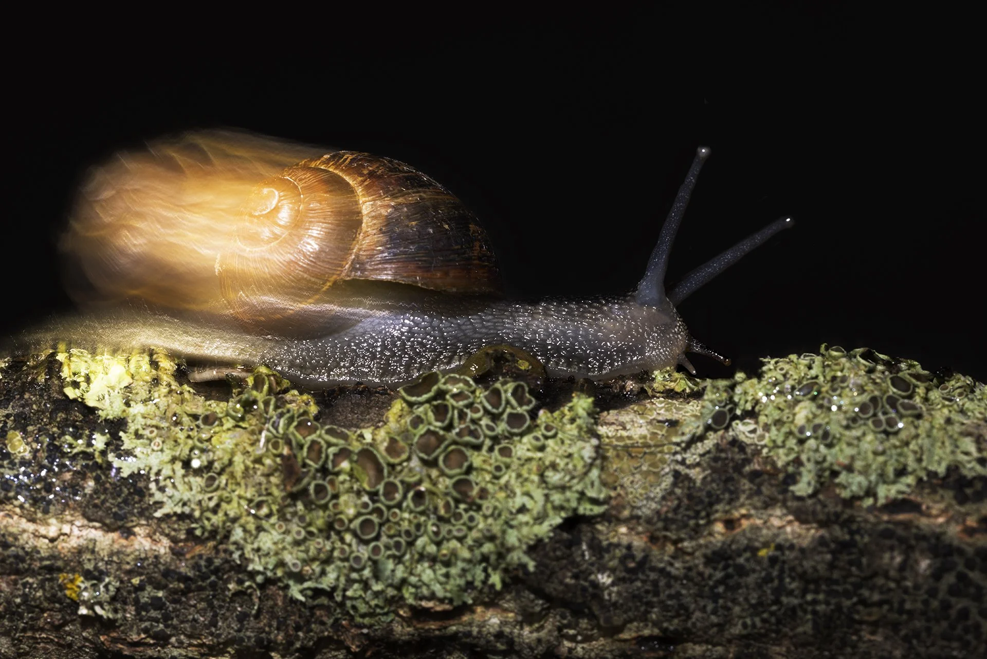invertebrateportrait-Liv-Barnett-SlowDown.jpg