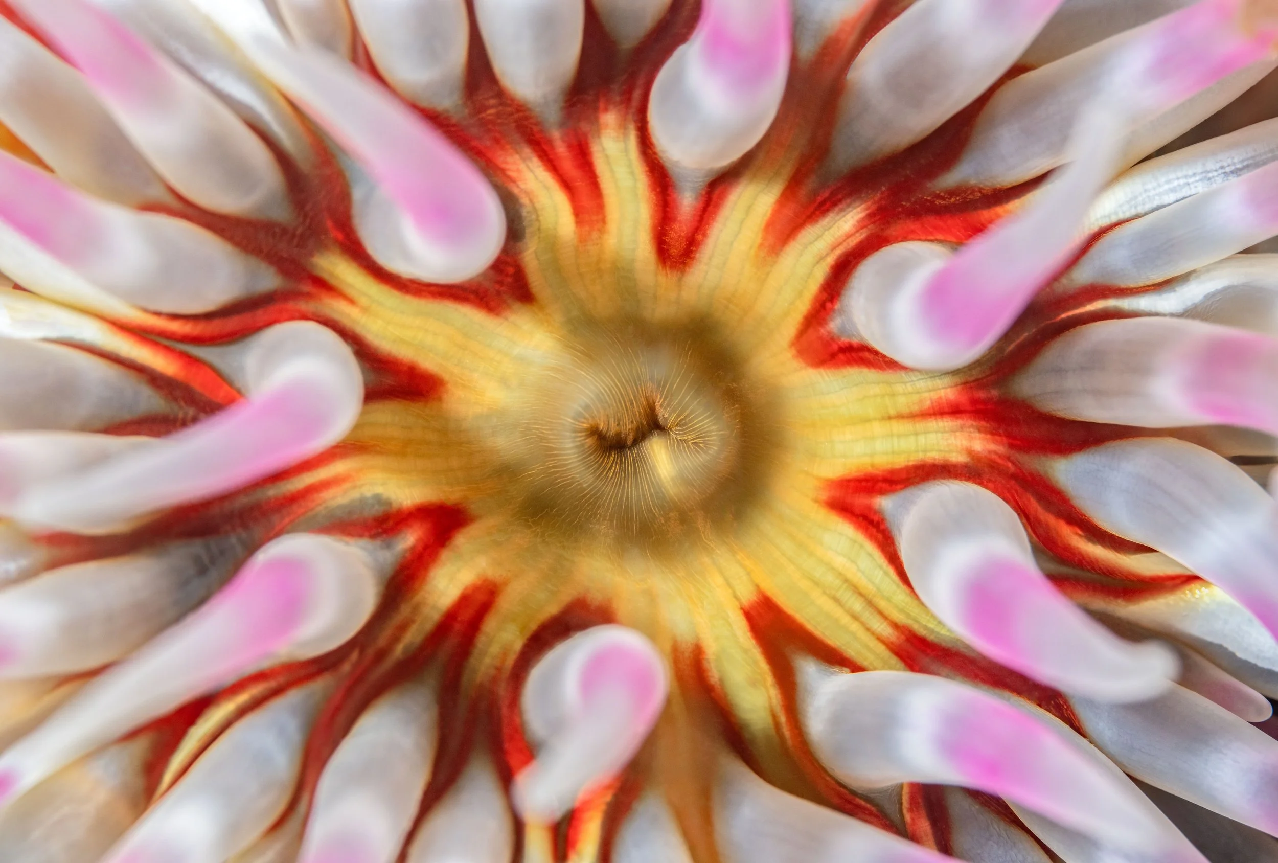 Dahlia Anemone (Urticina felina), 3:14pm 5th March 2025, Tide (0.80m). (12/26)