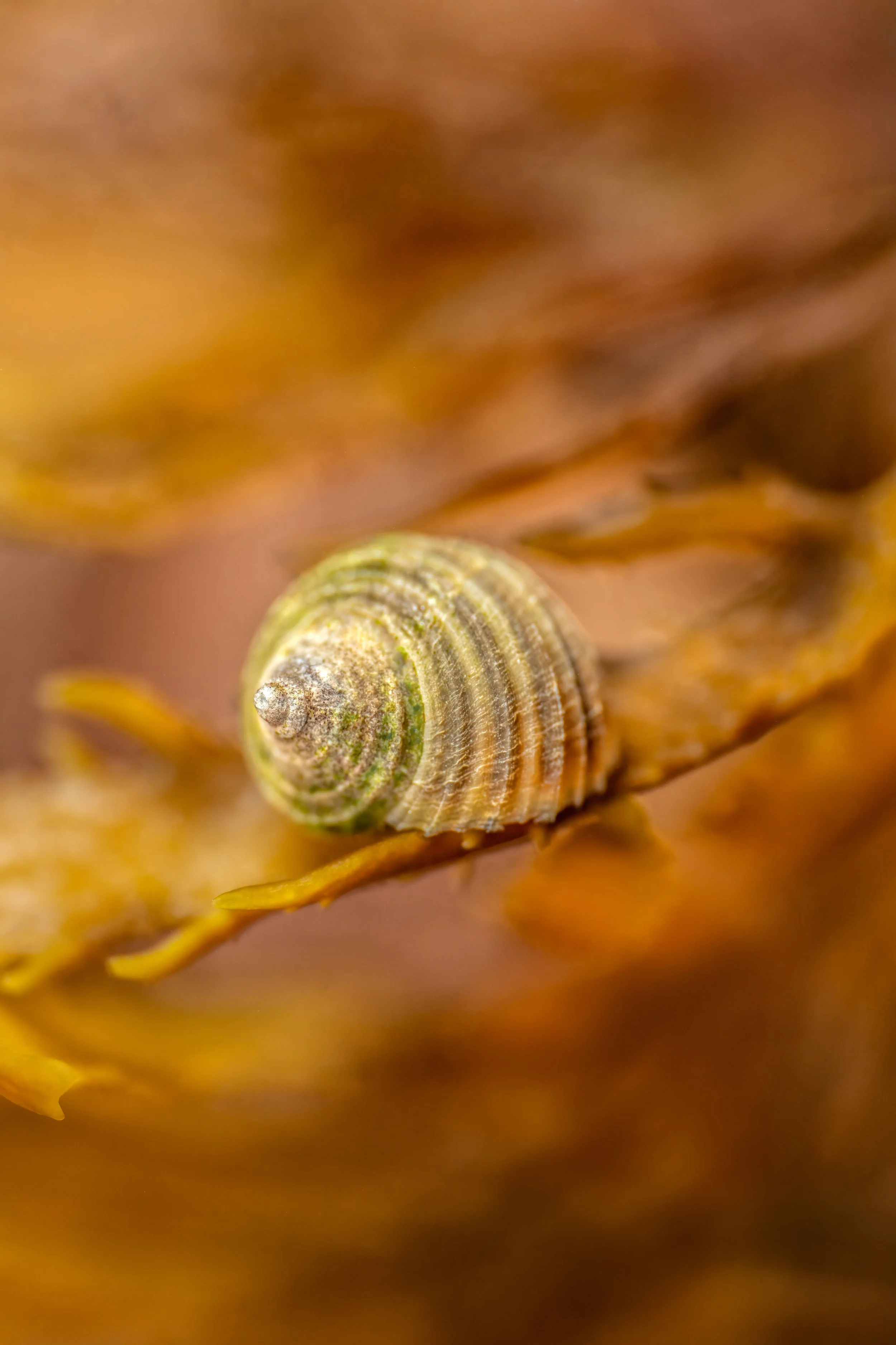 Common Periwinkle (Littorina littorea), 4:54pm 7th March 2025, Tide (1.71m). (18/26)