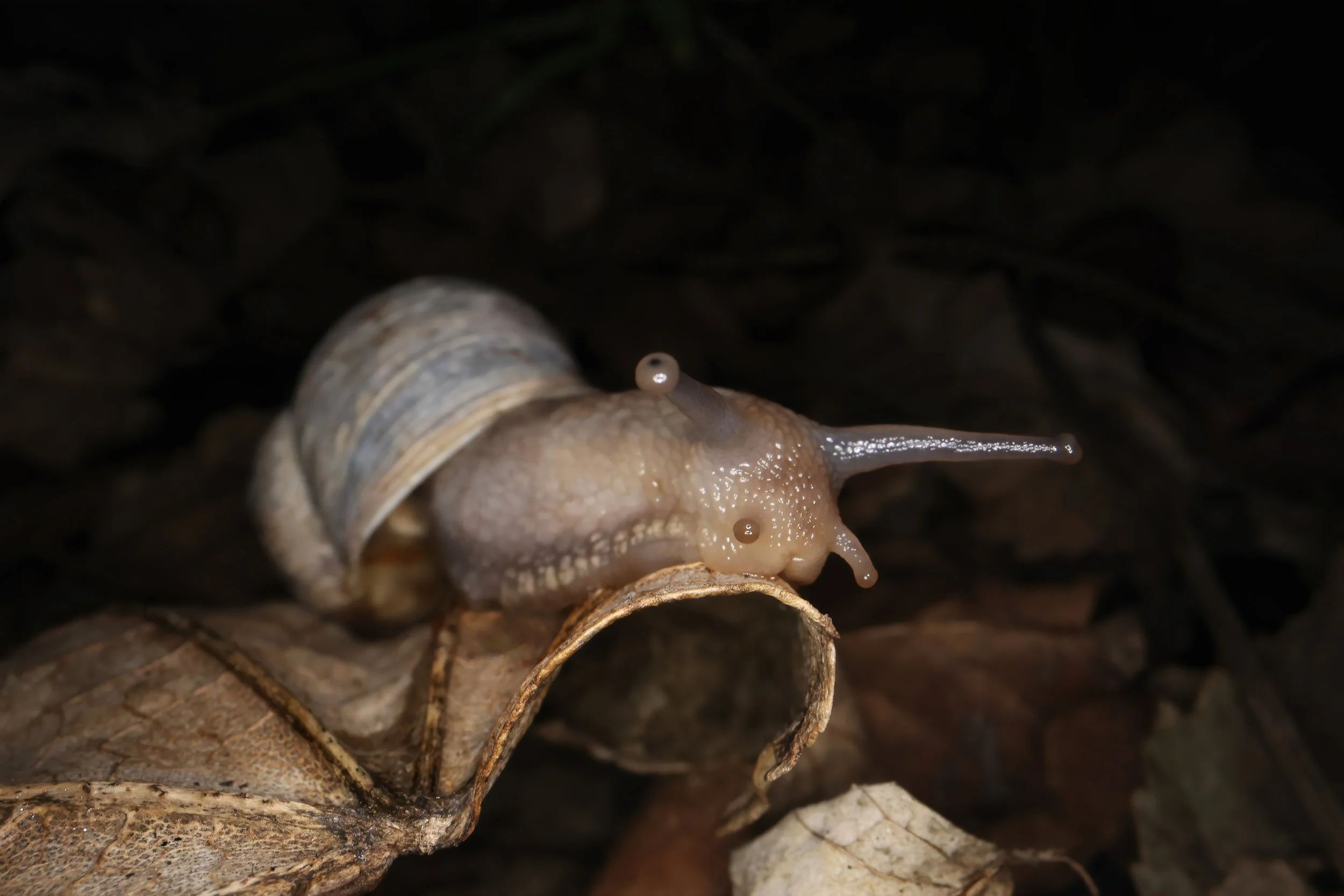 Snail and leaves!.jpg