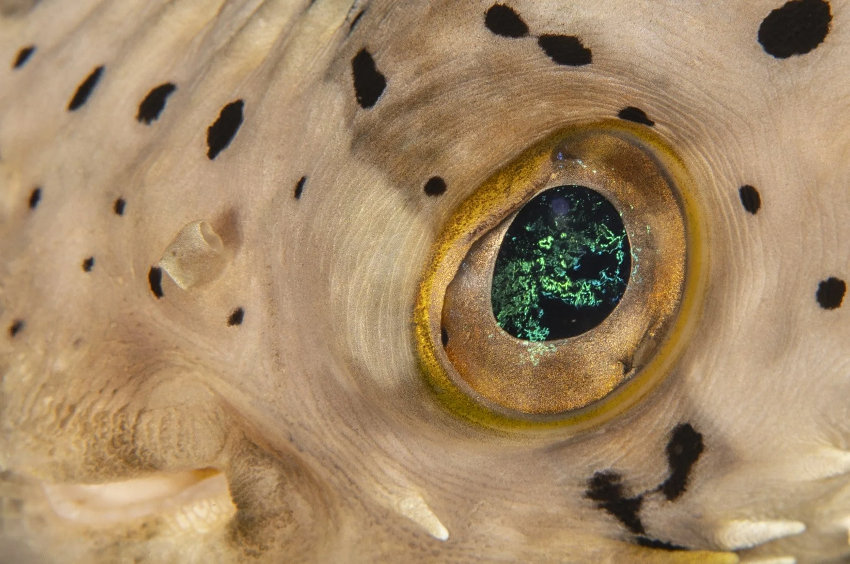 Porcupinefih copy.jpg