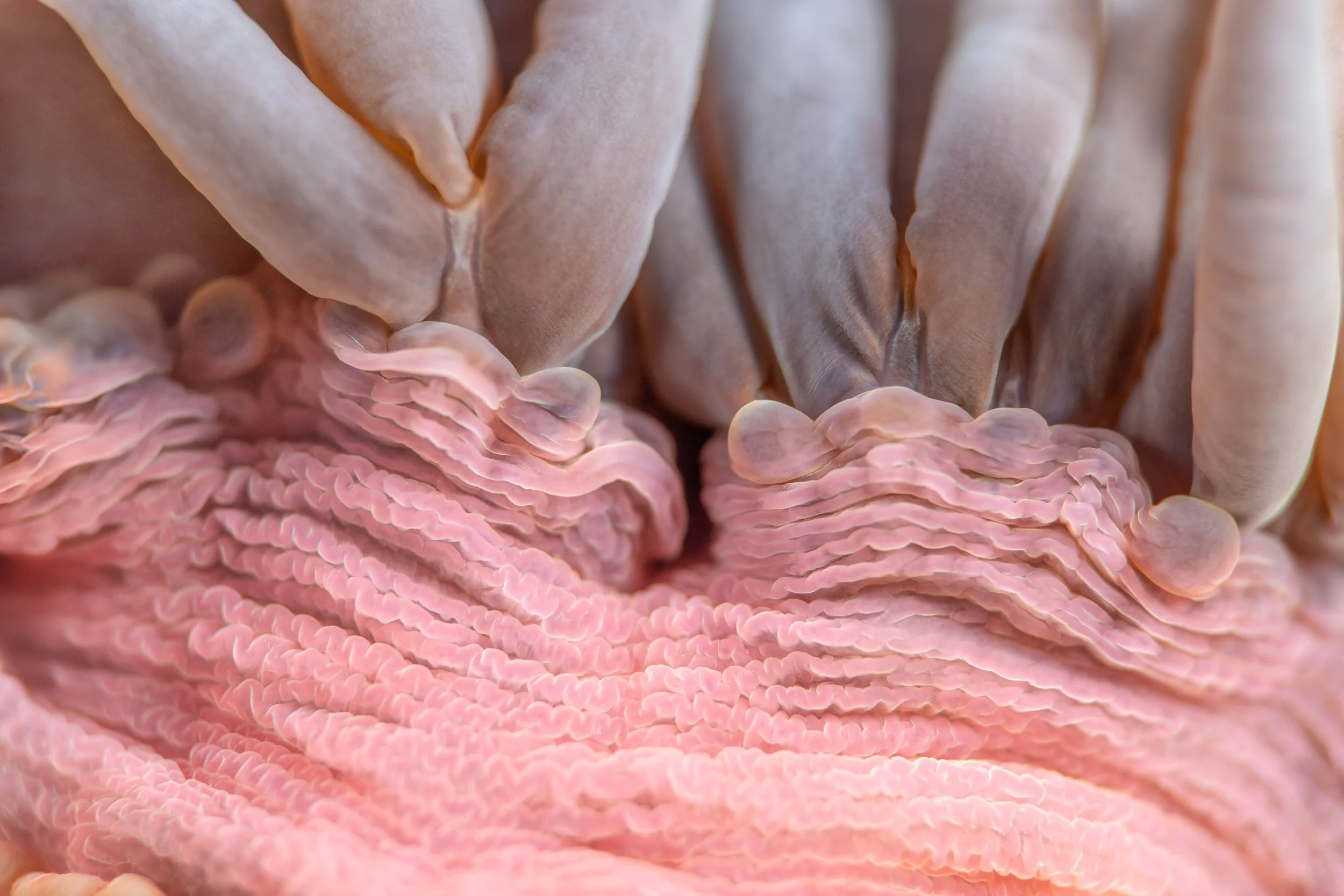 Snakelocks Anemone (Anemonia virdis), 6:09pm, 22nd February 2025, Tide (2.13m). (13/26)
